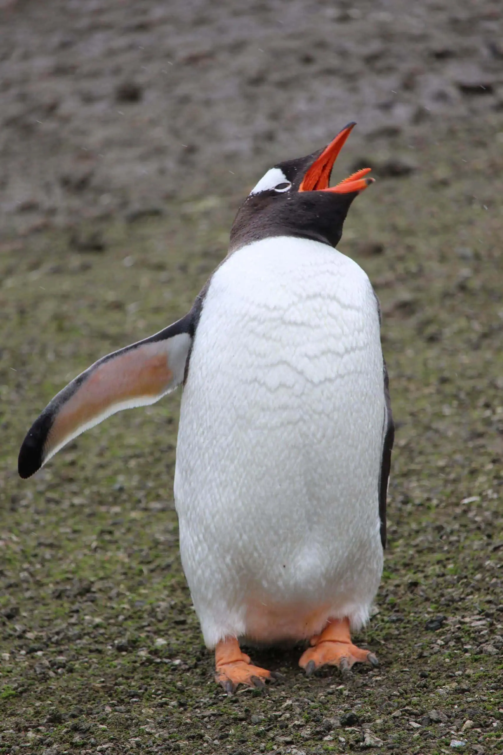 Gentoo penguin