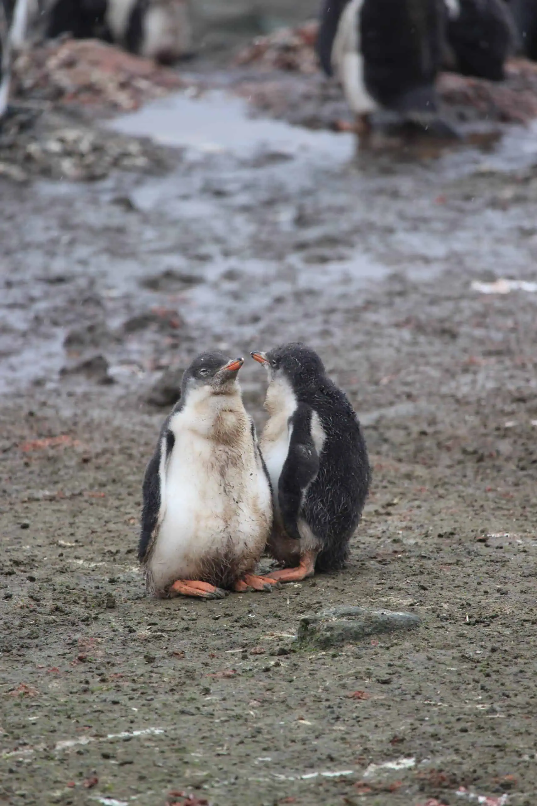 Penguin chicks