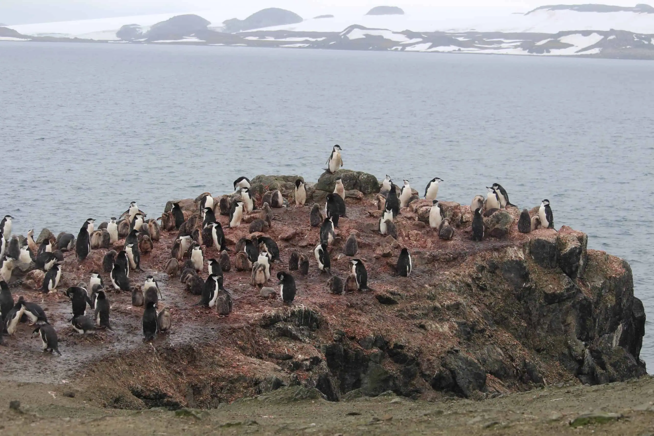 Penguin rookery