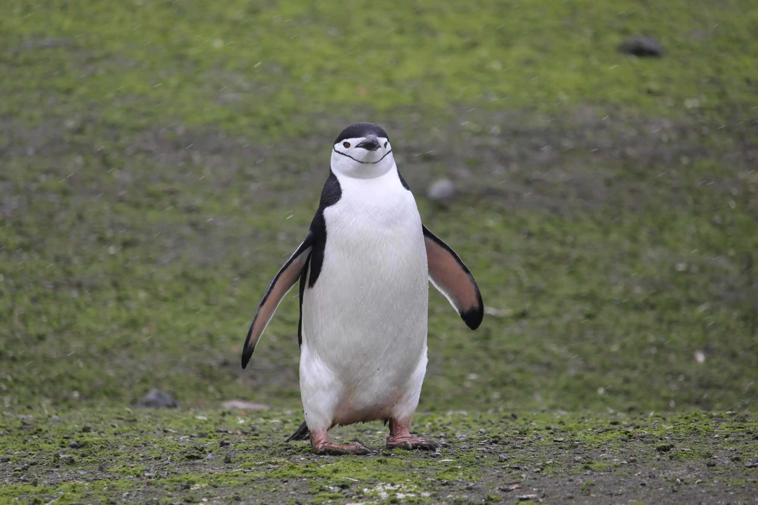 Chinstrap penguin