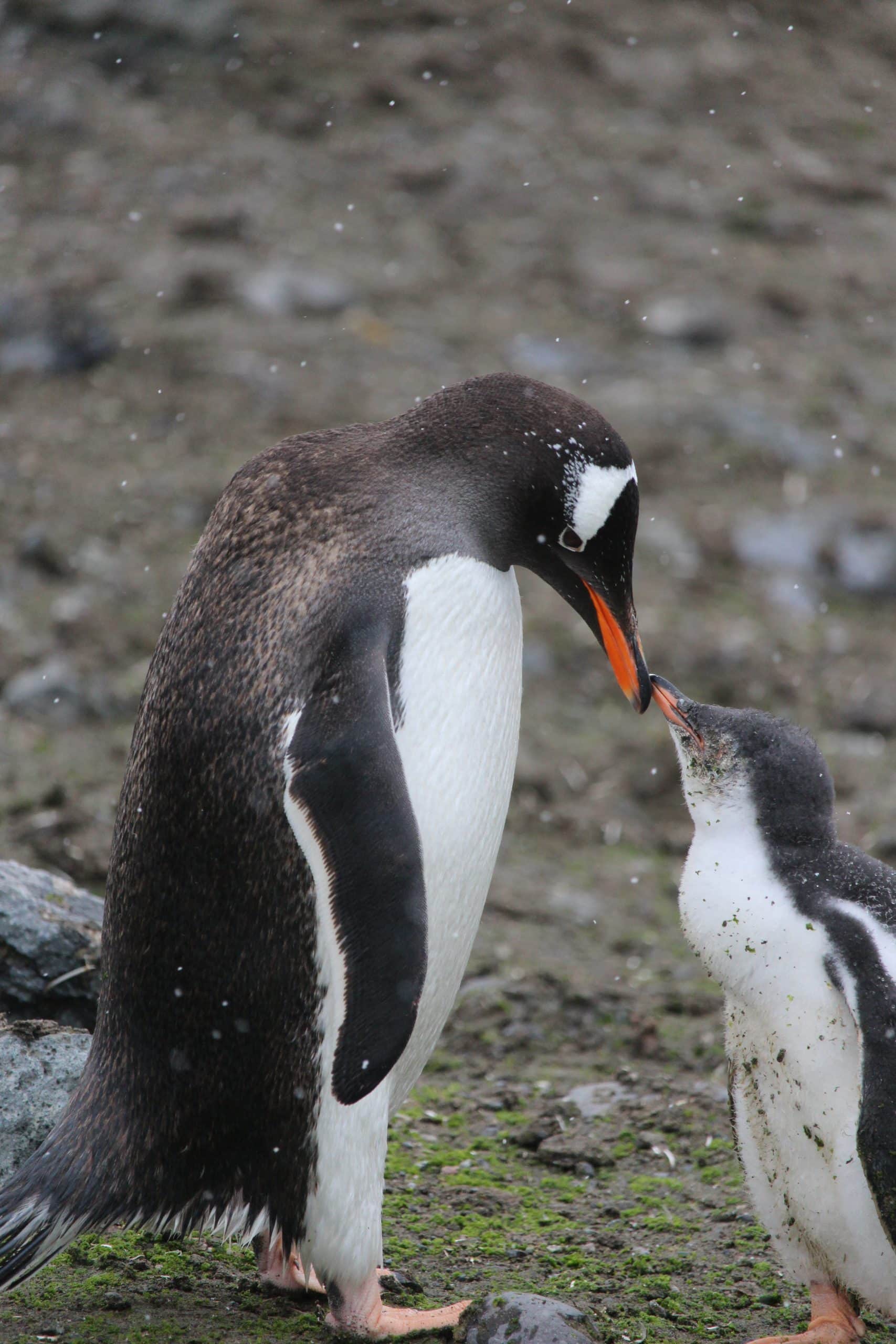 Gentoo penguin feeding