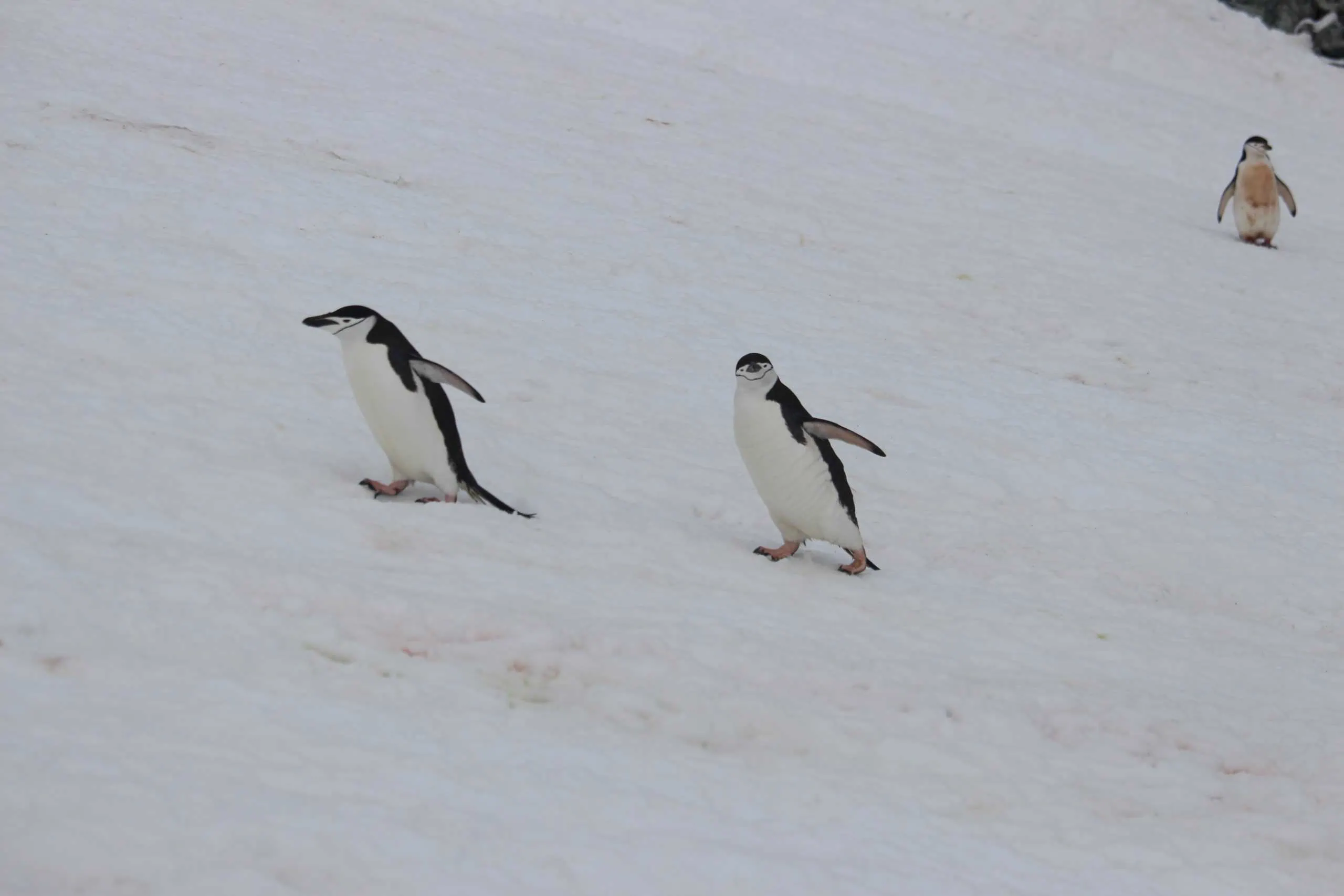Trekking up the penguin highway