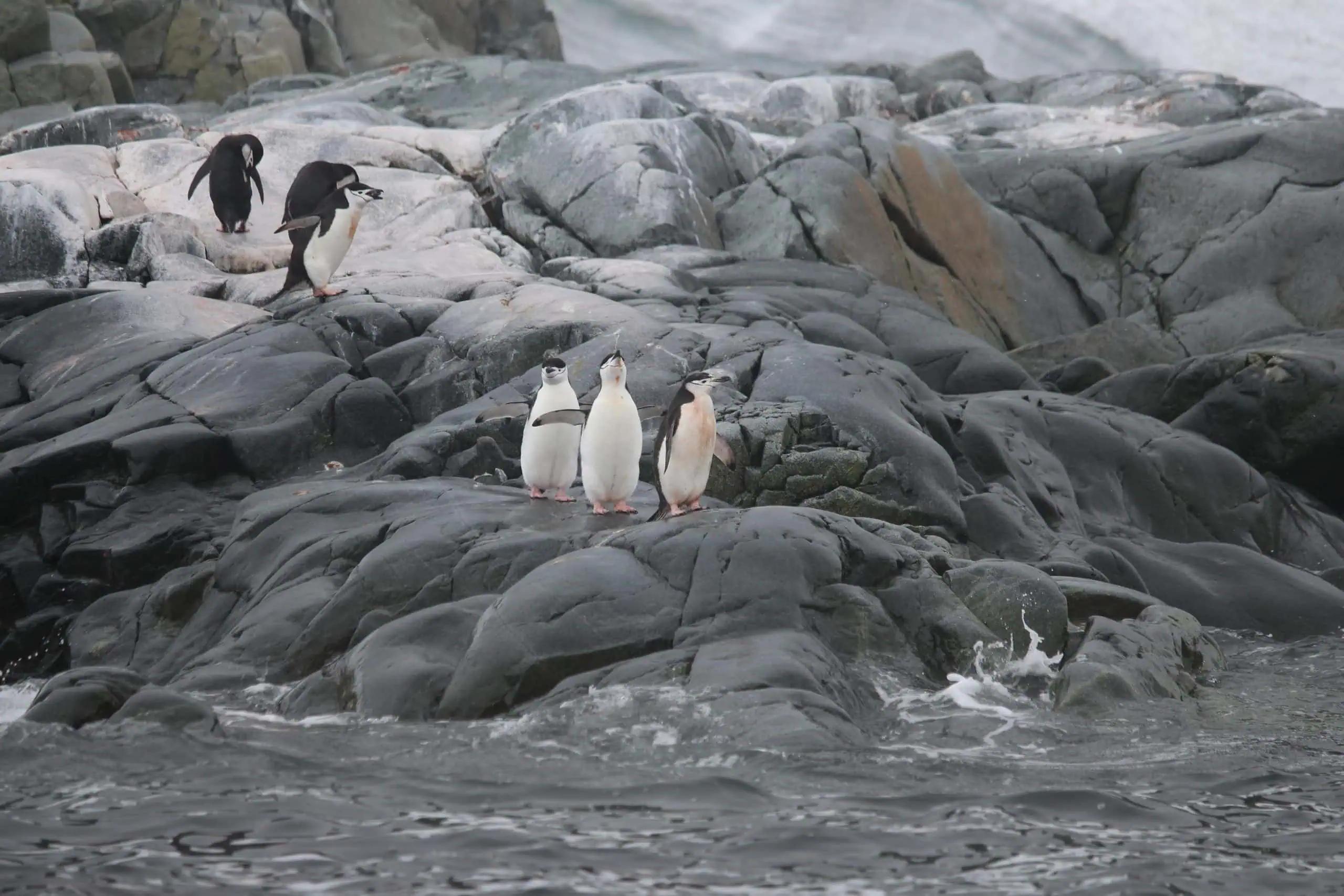 Penguins at the water's edge
