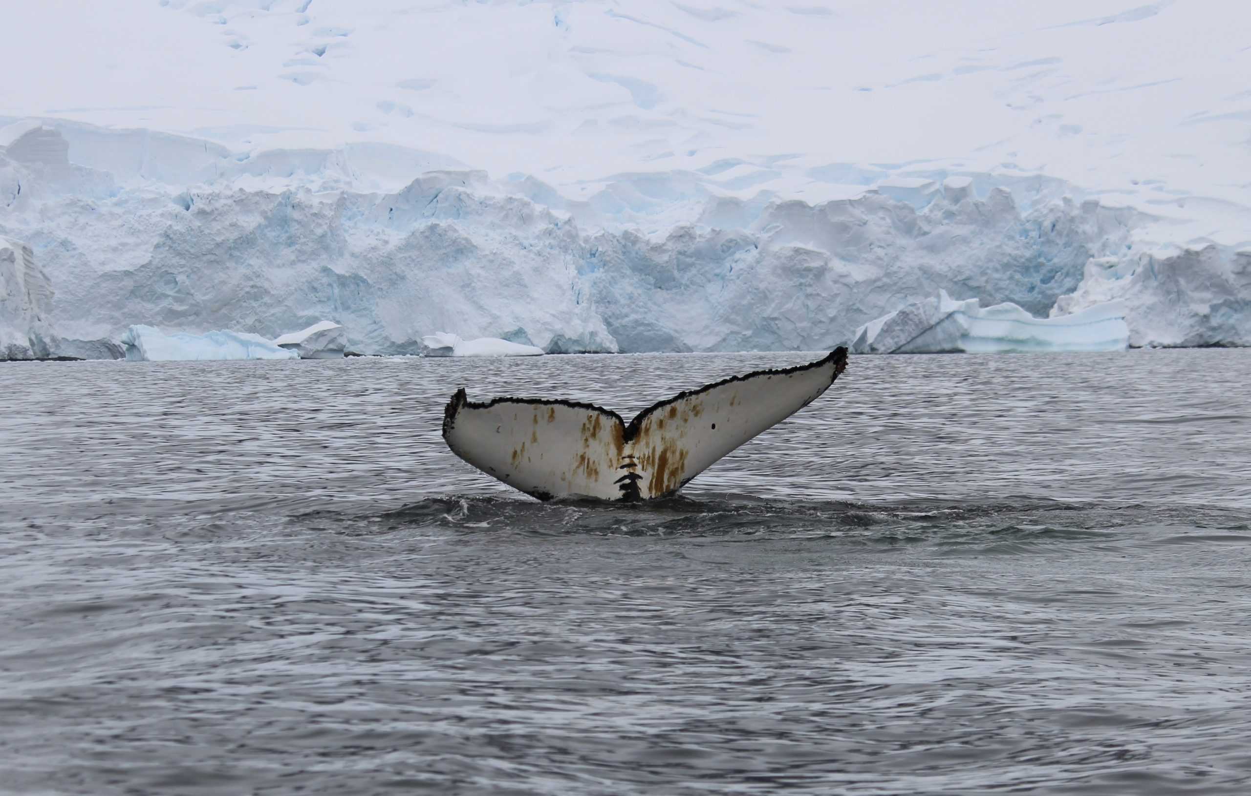 Whale tail