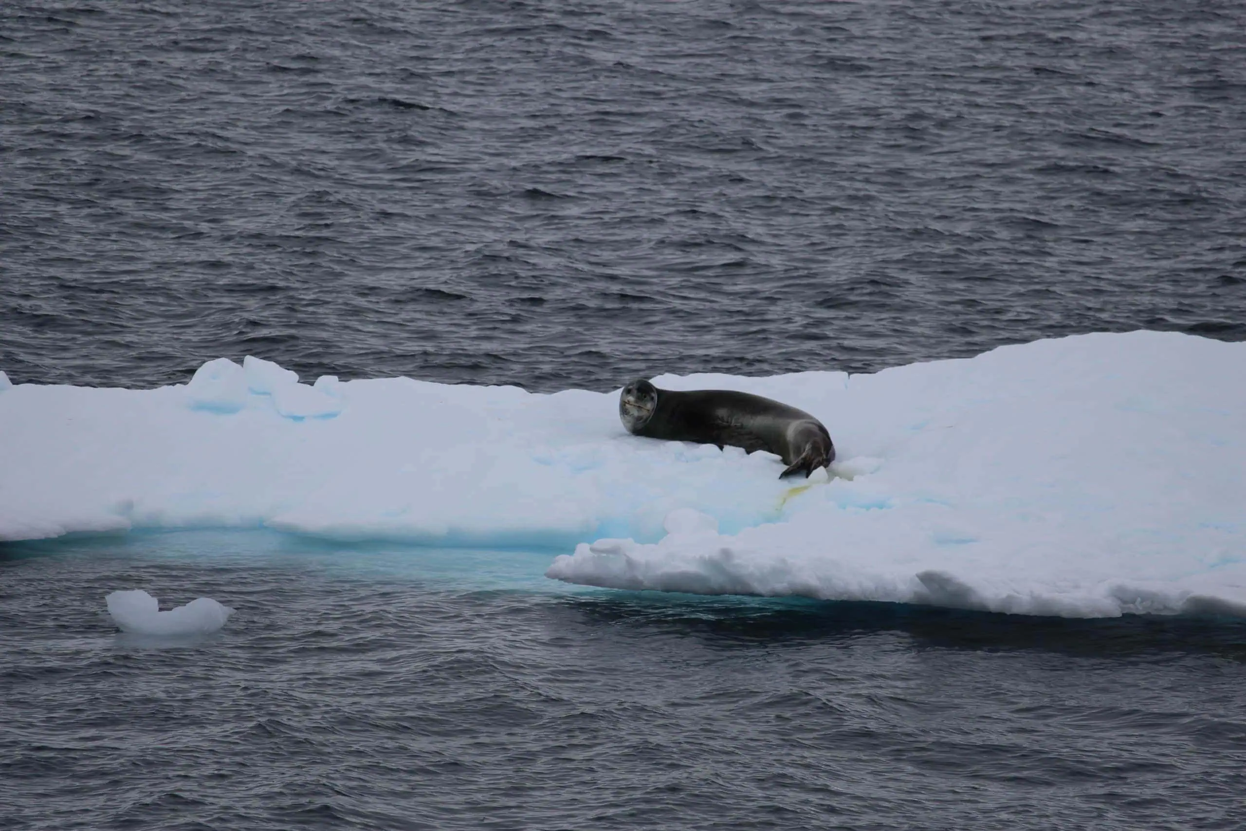 Seal in the Lemaire Passage