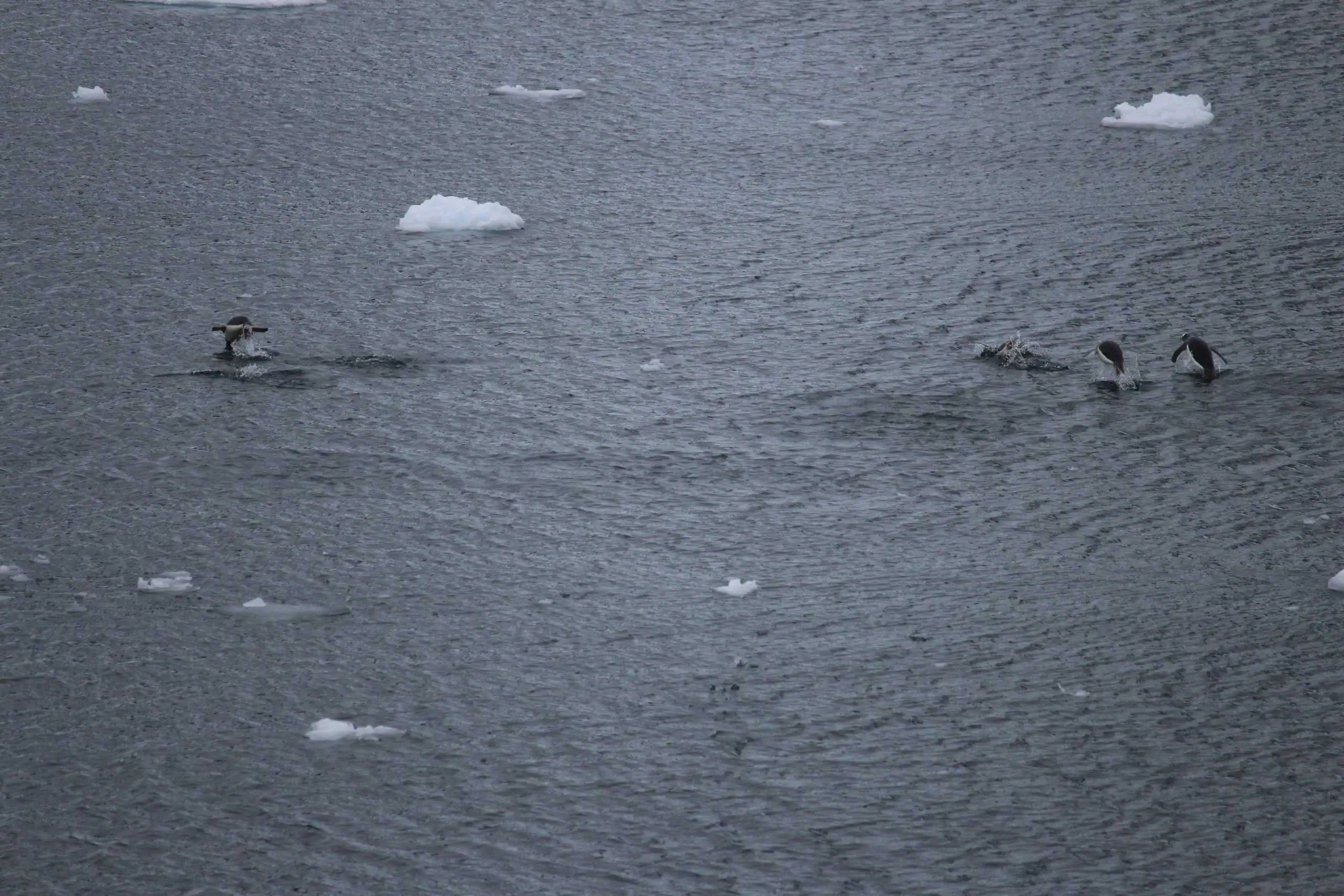 Penguins playing in the water