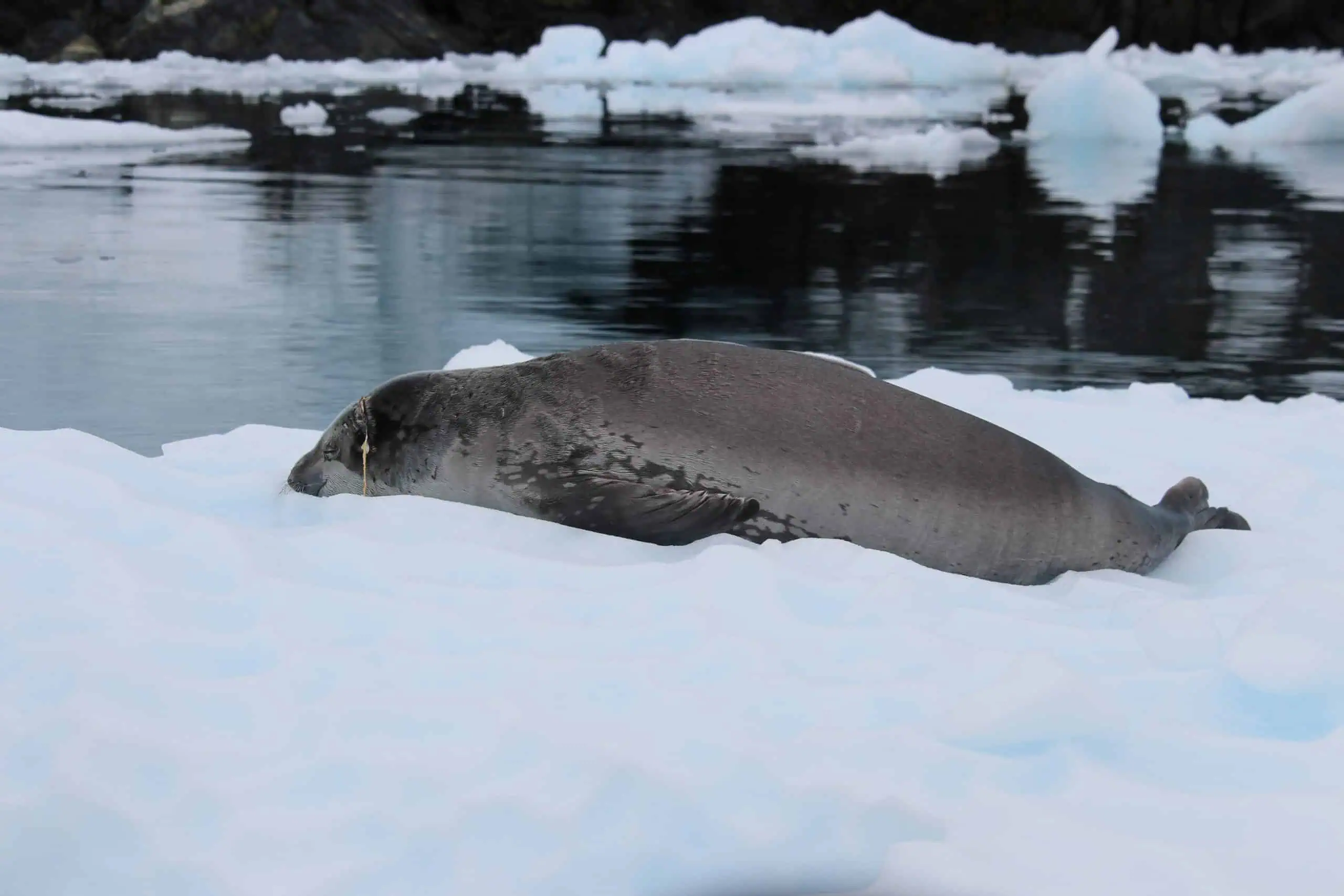 Crab eater seal