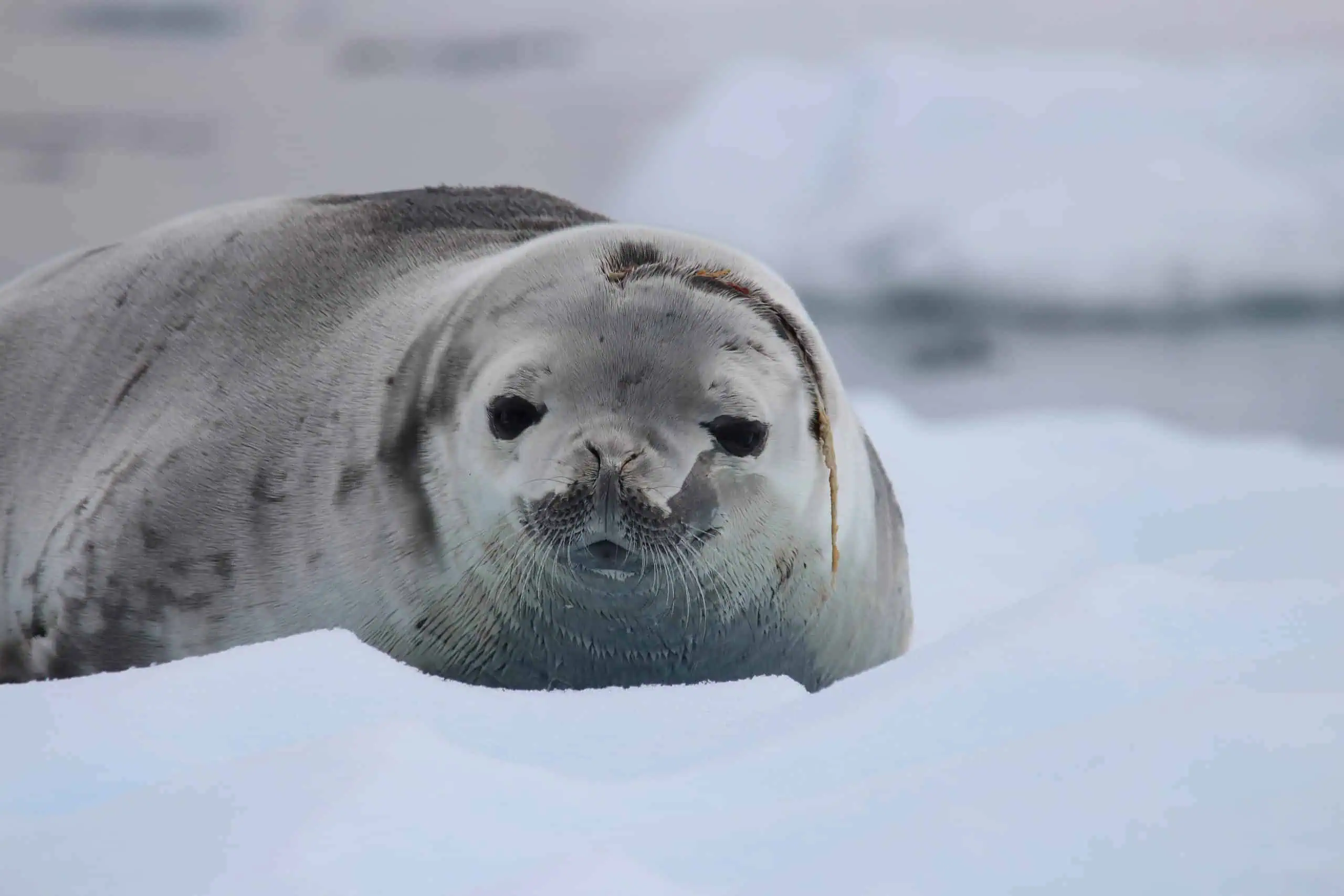 Crab eater seal