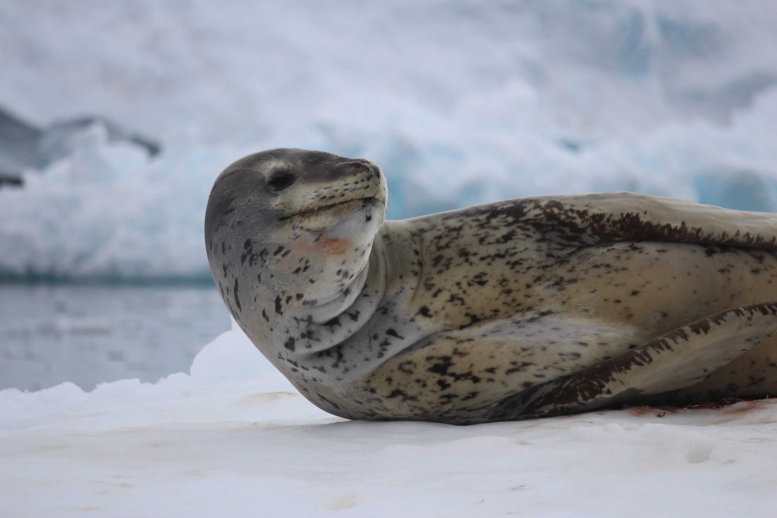 Leopard seal