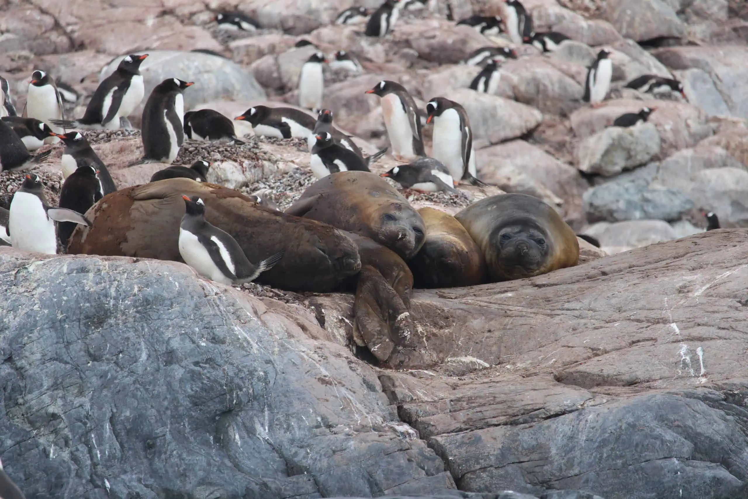 Elephant seals