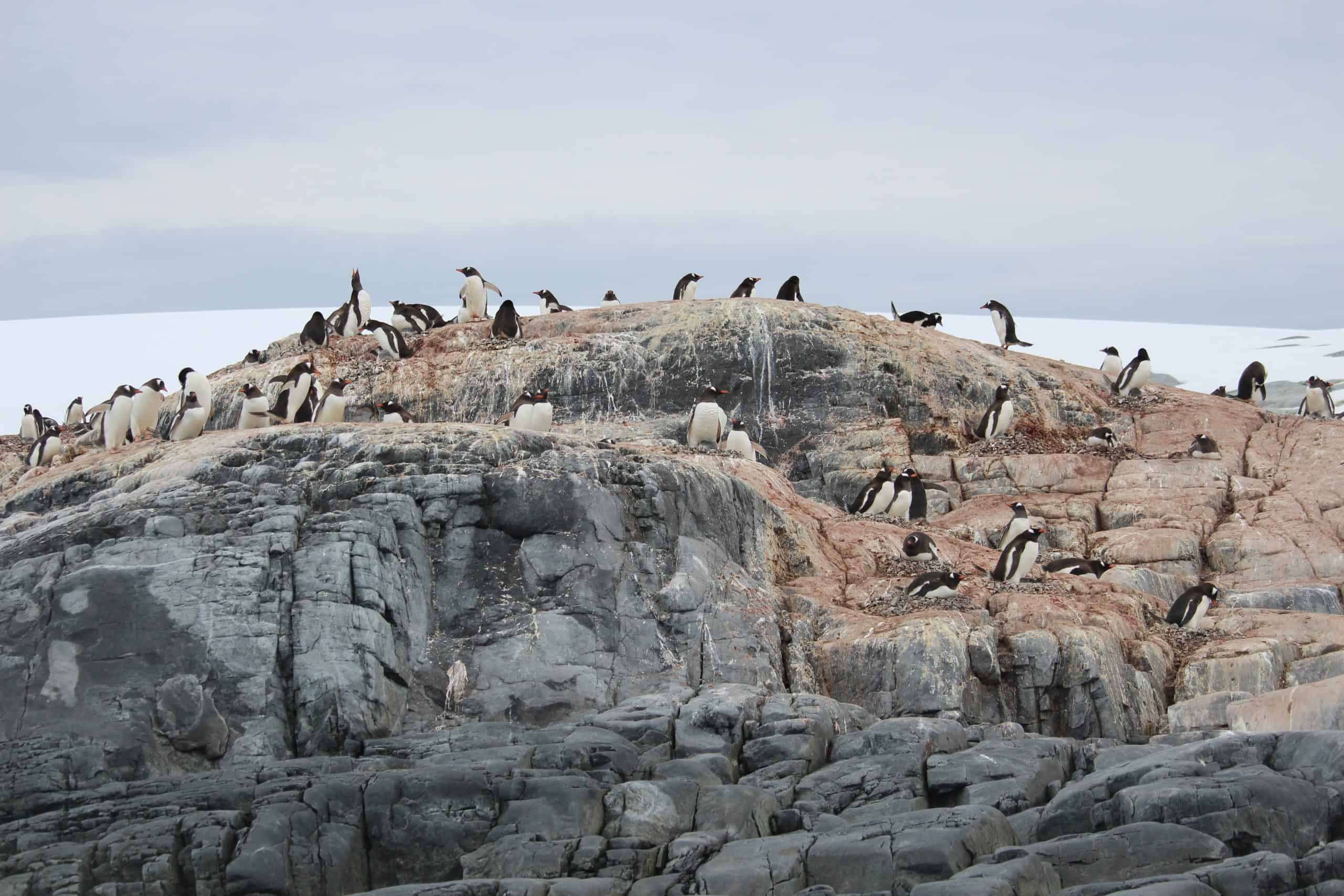 Gentoo penguin colony