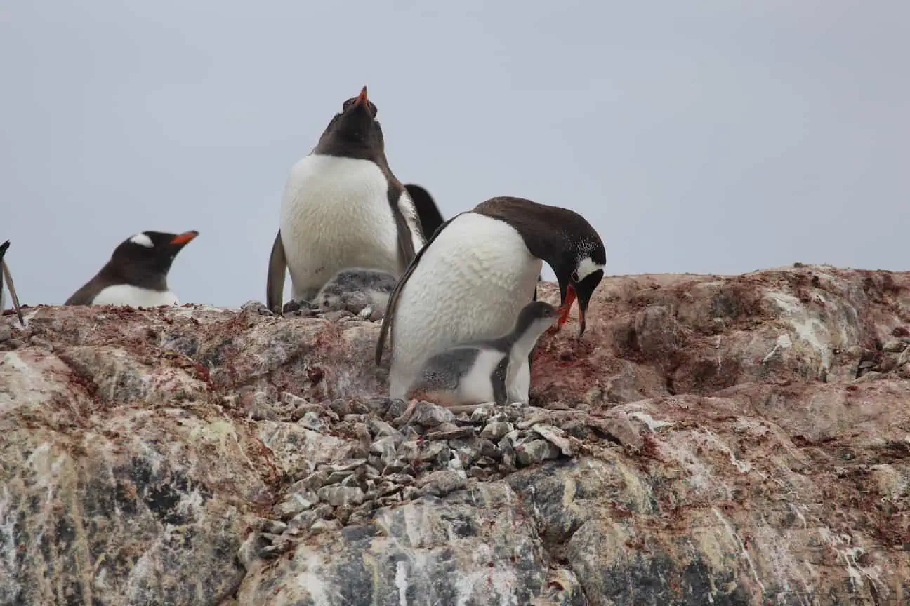 Gentoo penguin families