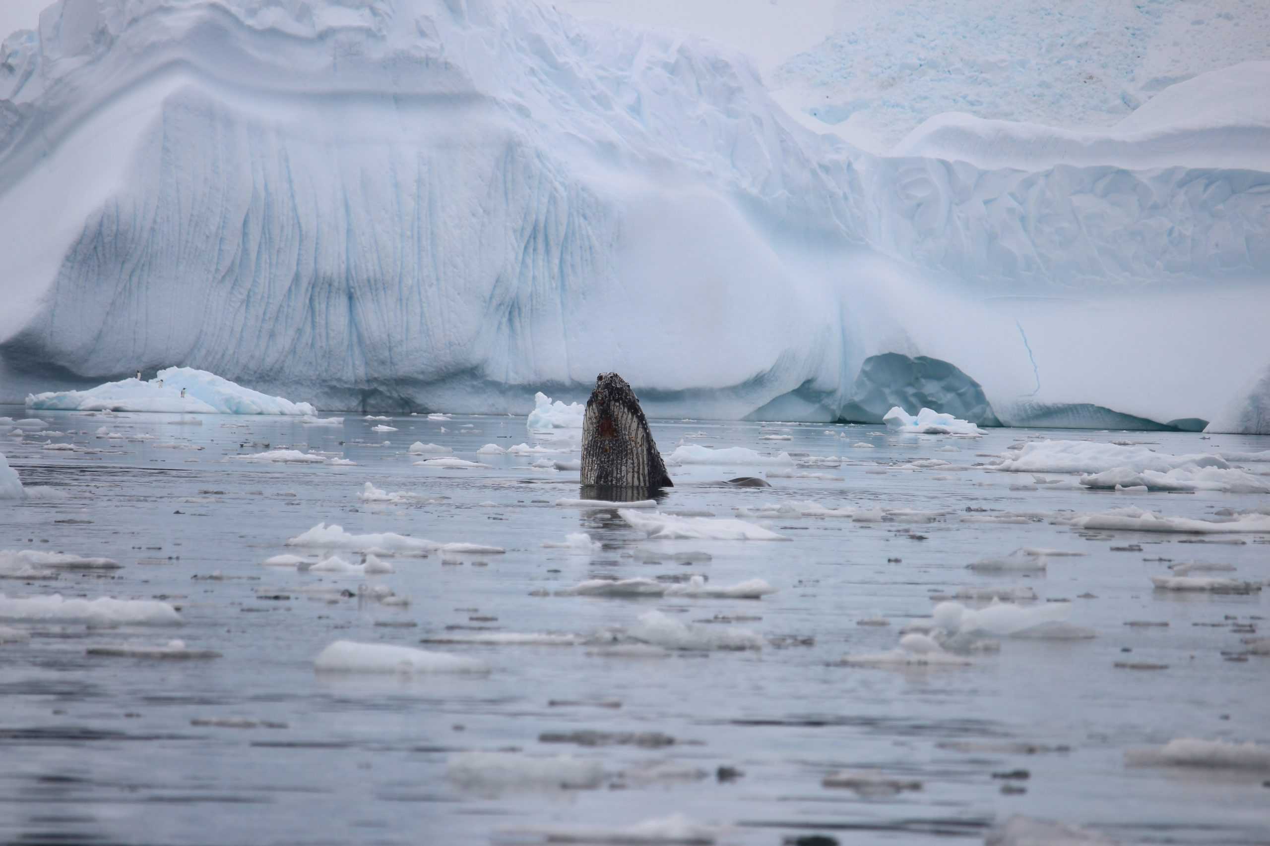 Watching whales