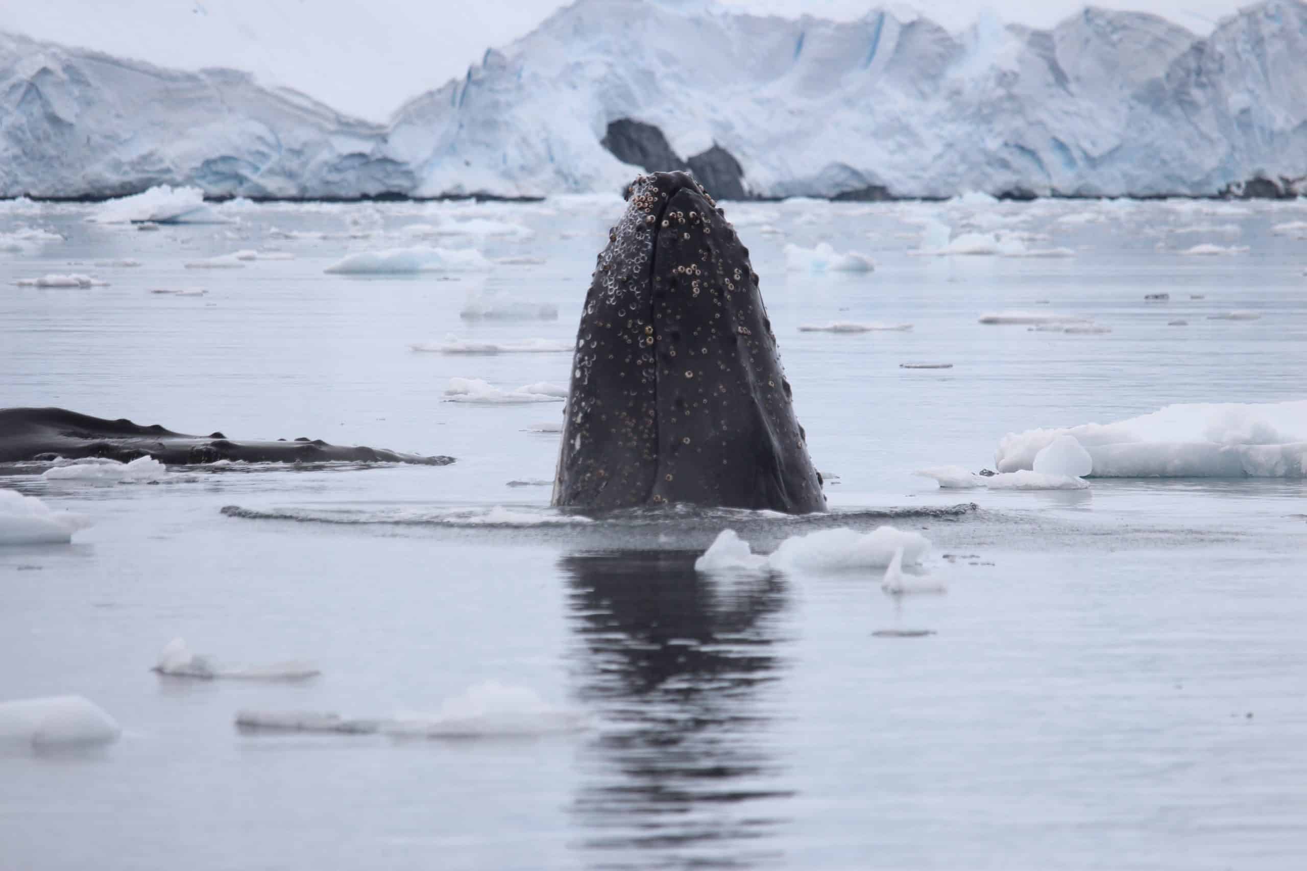 Breaching whale