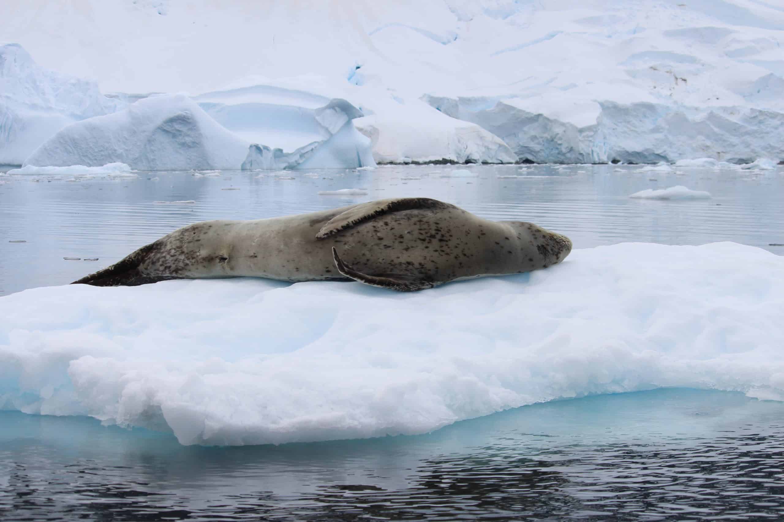 Leopard seal