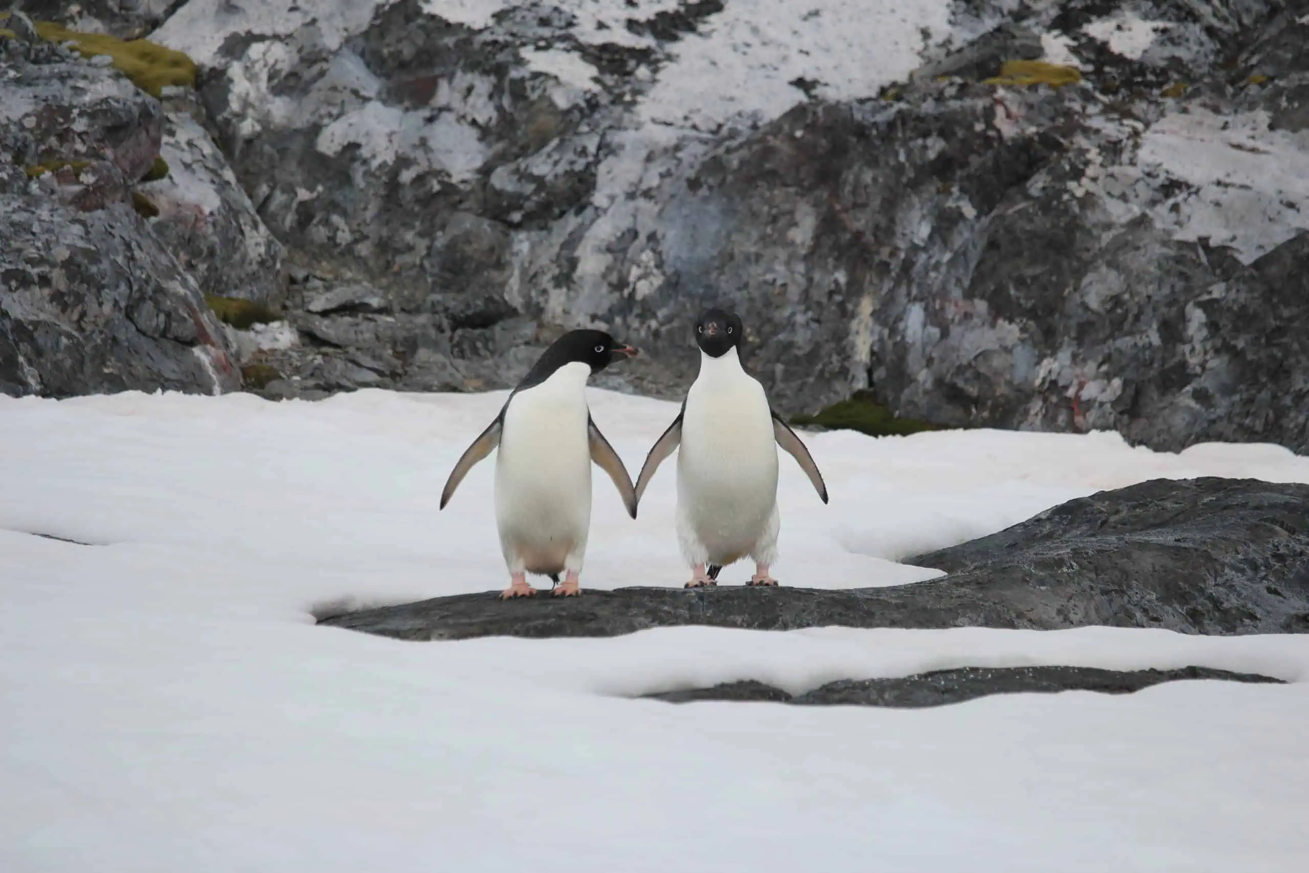 Adelie penguins