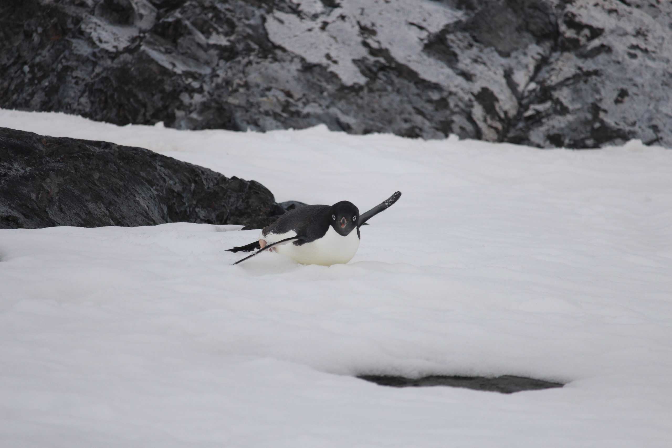 Adelie penguin on his back