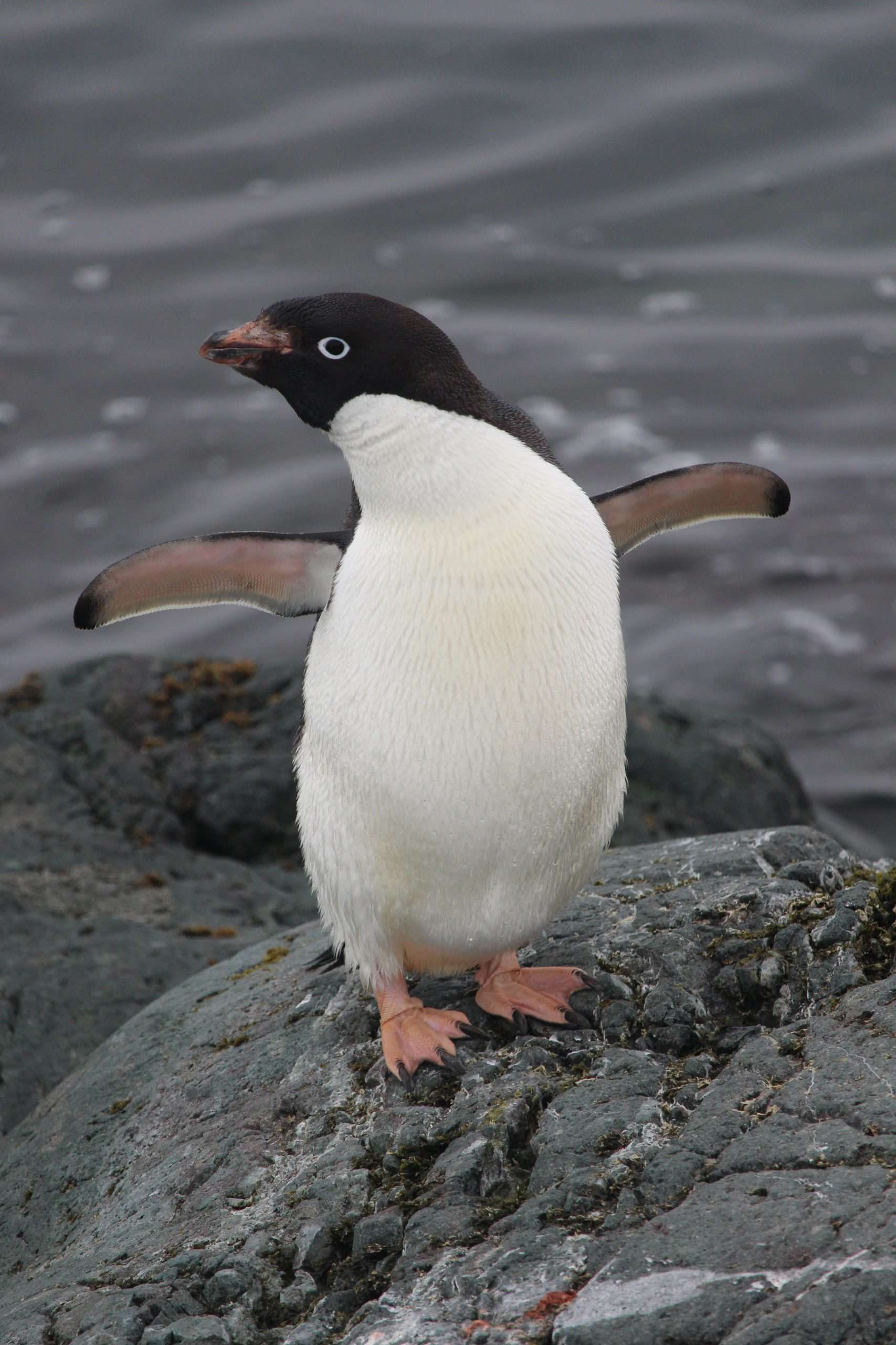 An Adelie penguin waving goodbye