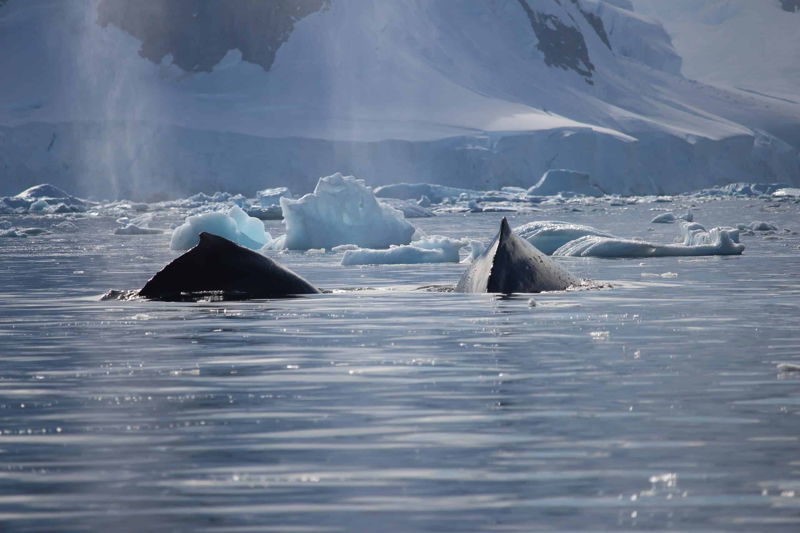 Whales in Flanders Bay