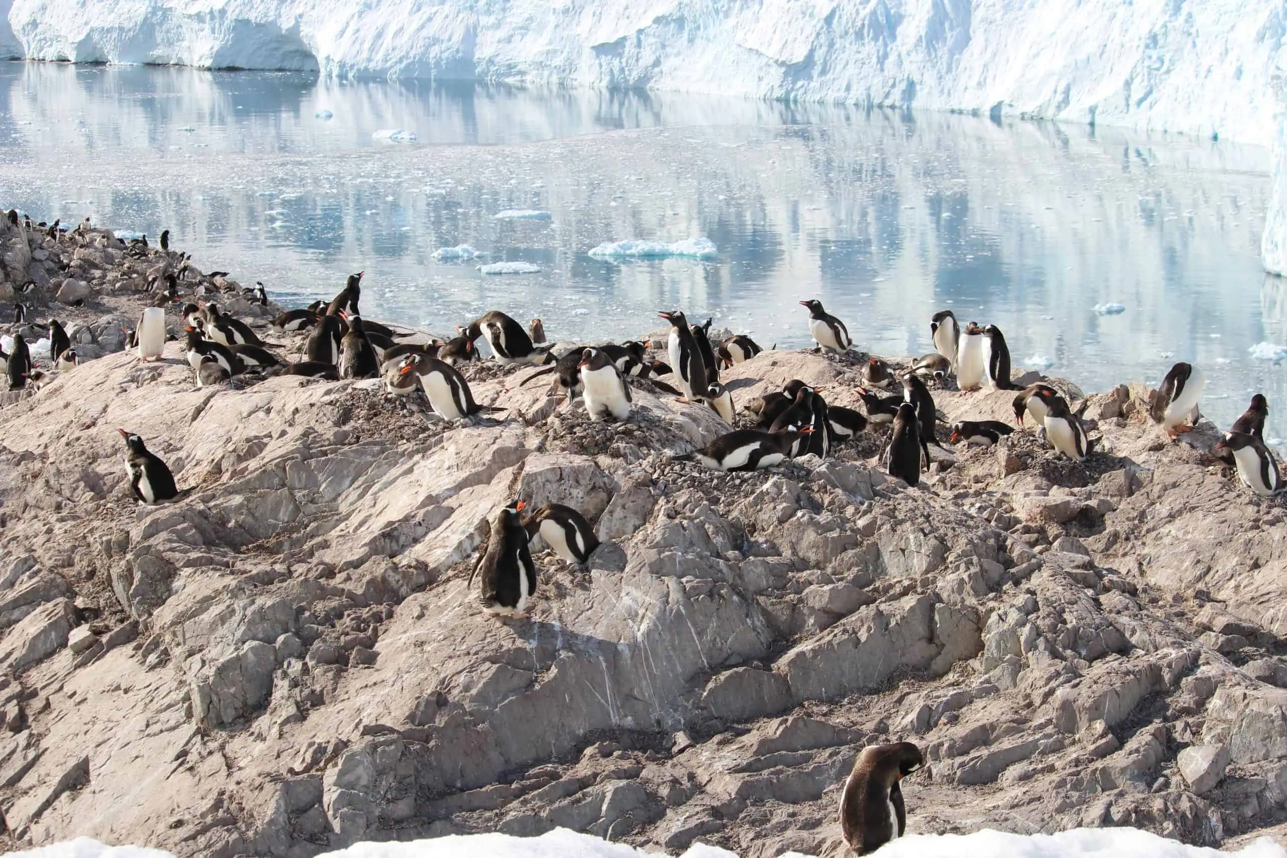 Penguins nesting on the rocks