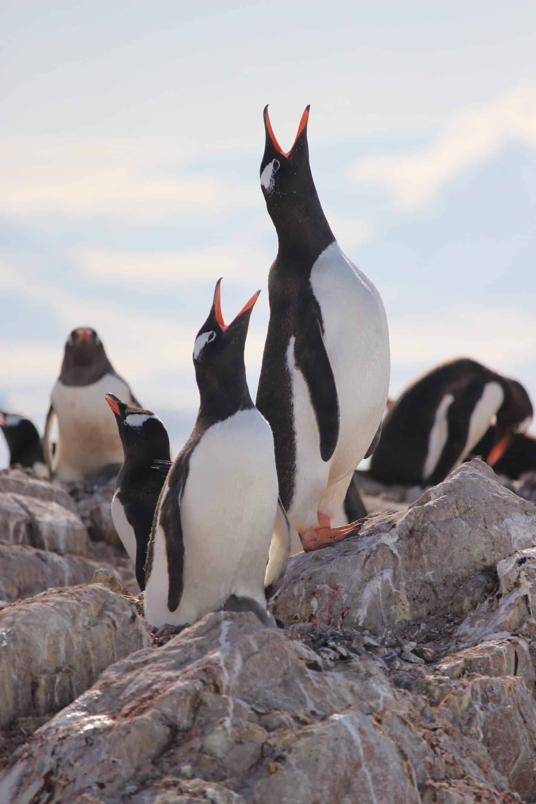 Gentoo penguins