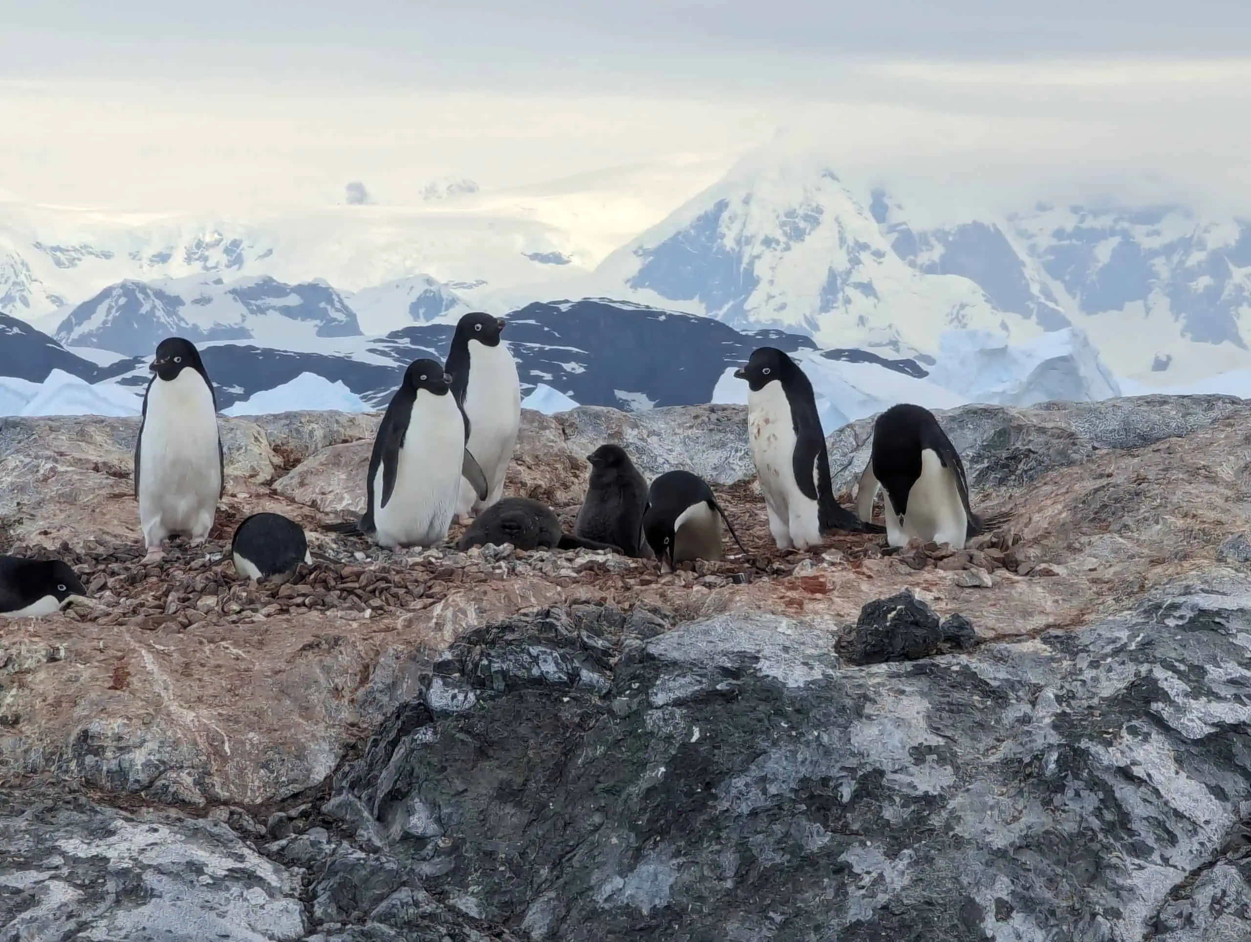 Adelie penguin chicks