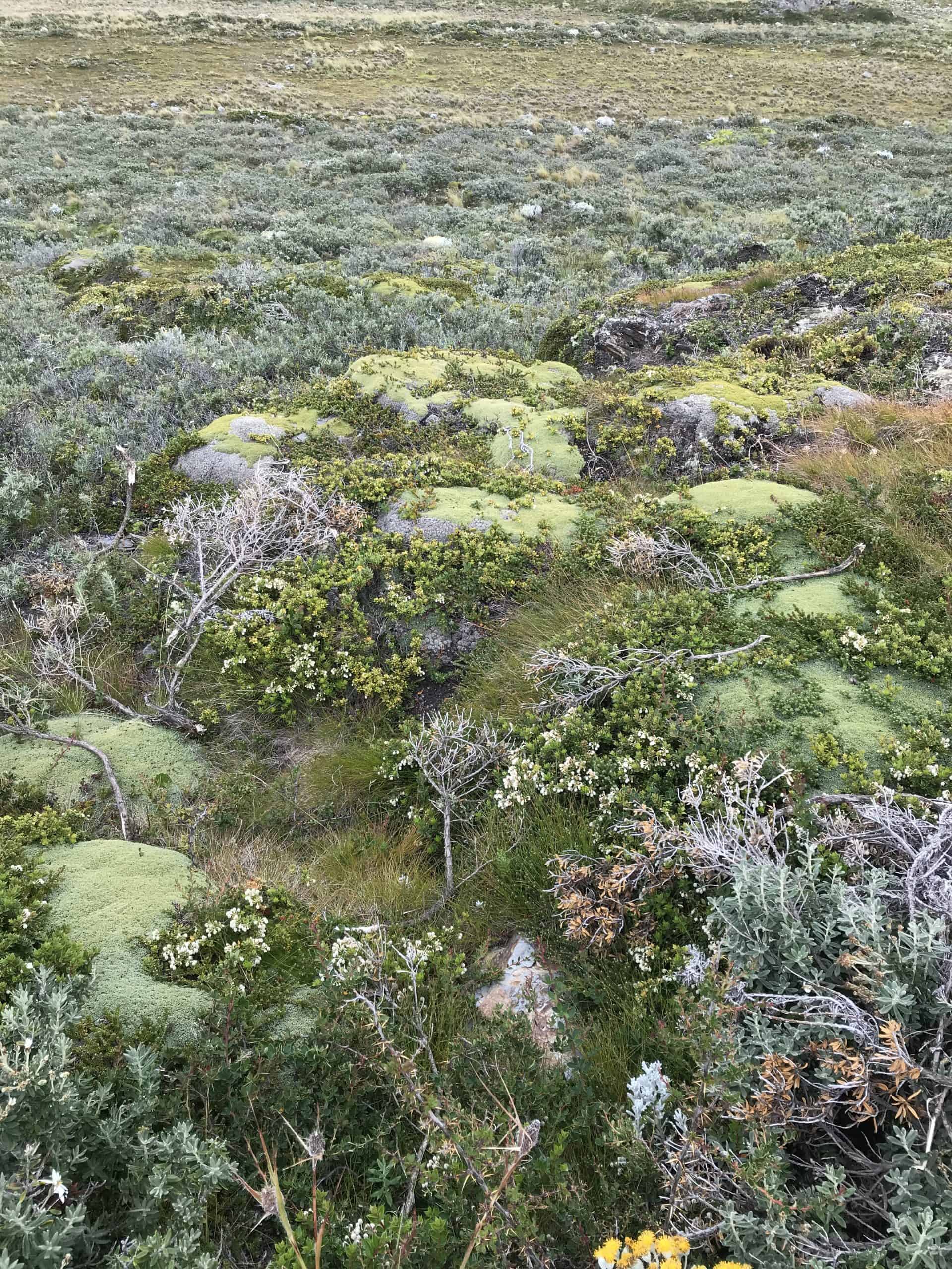 Colourful vegetation