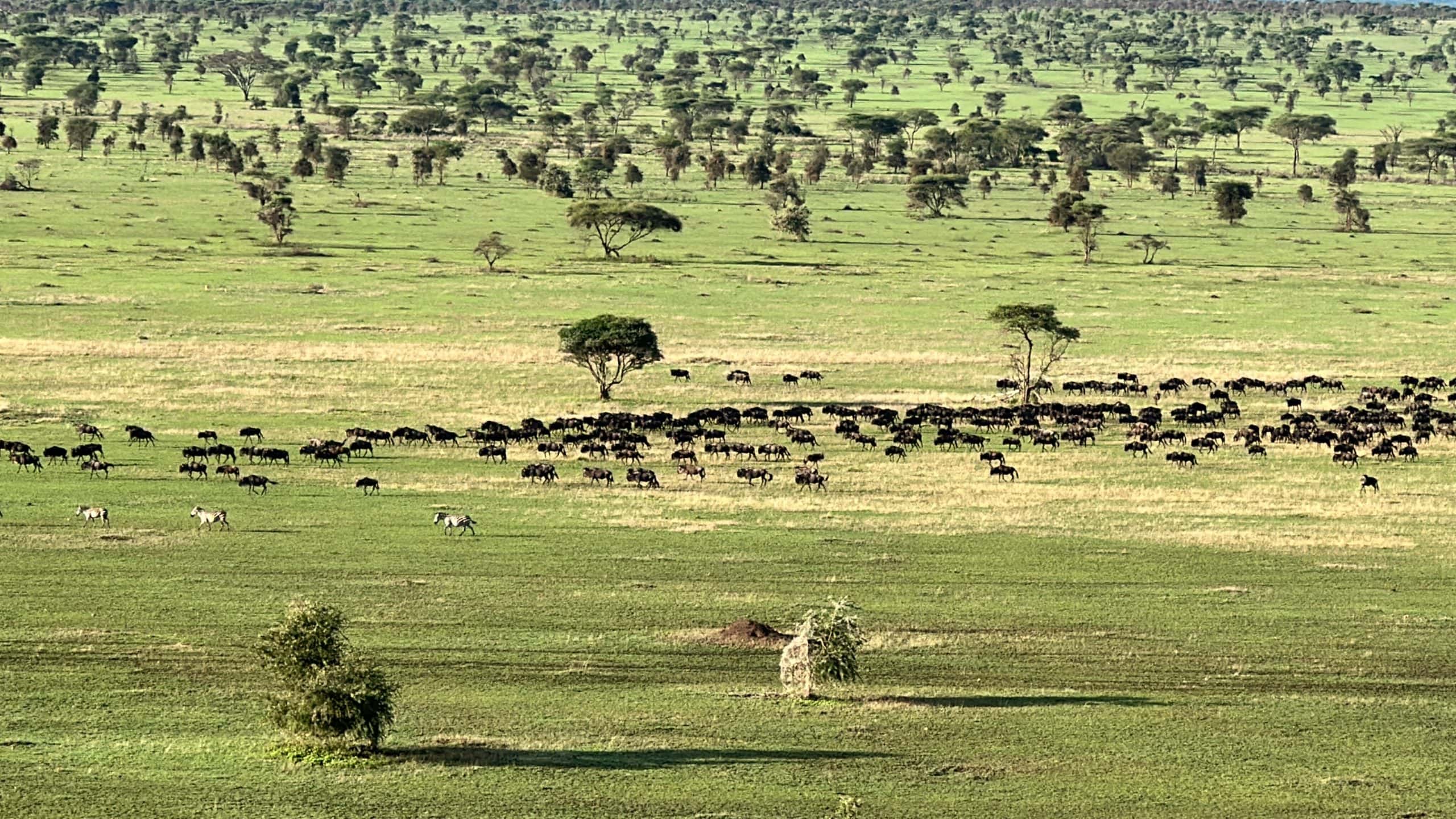 Wildebeest herds