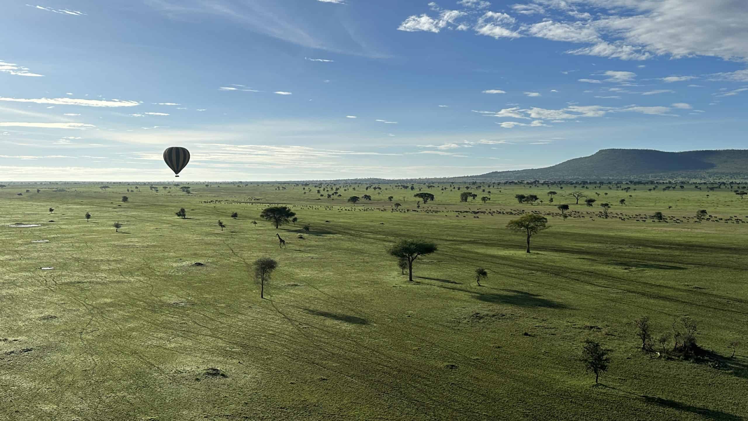 Giraffe and wildebeest