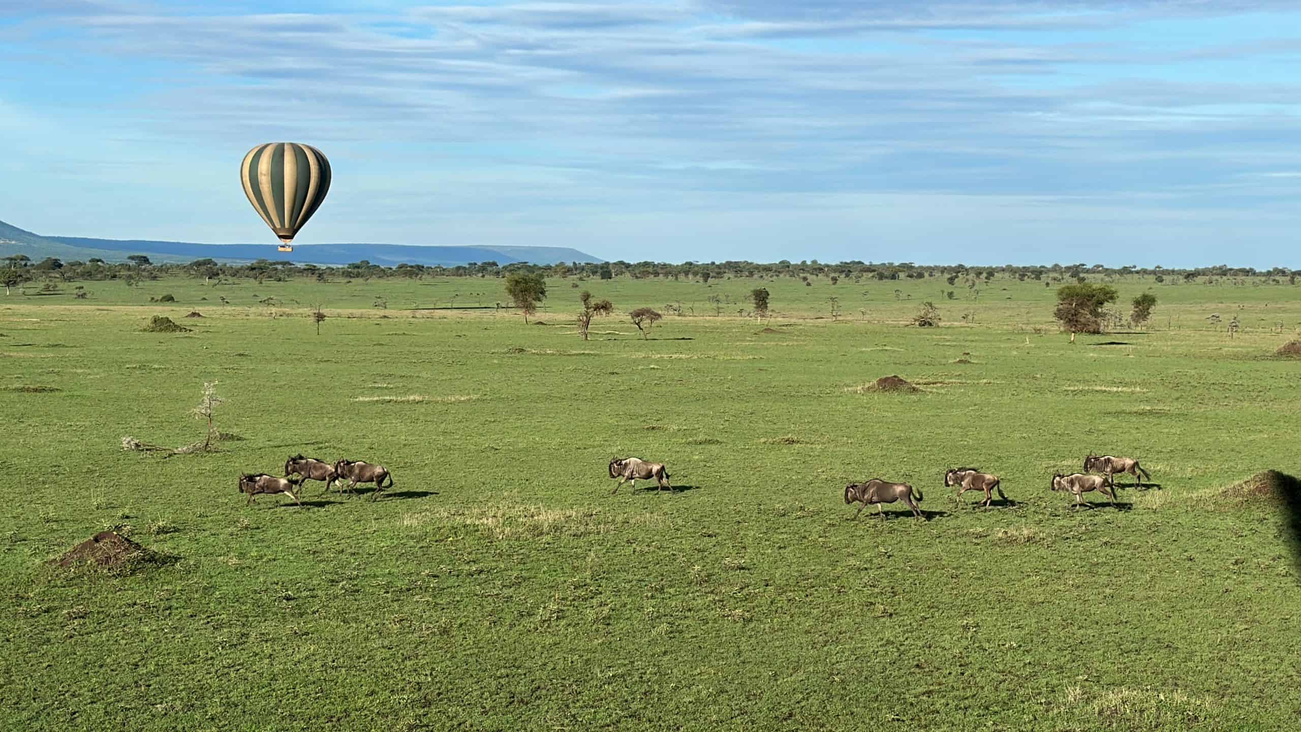 Wildebeest