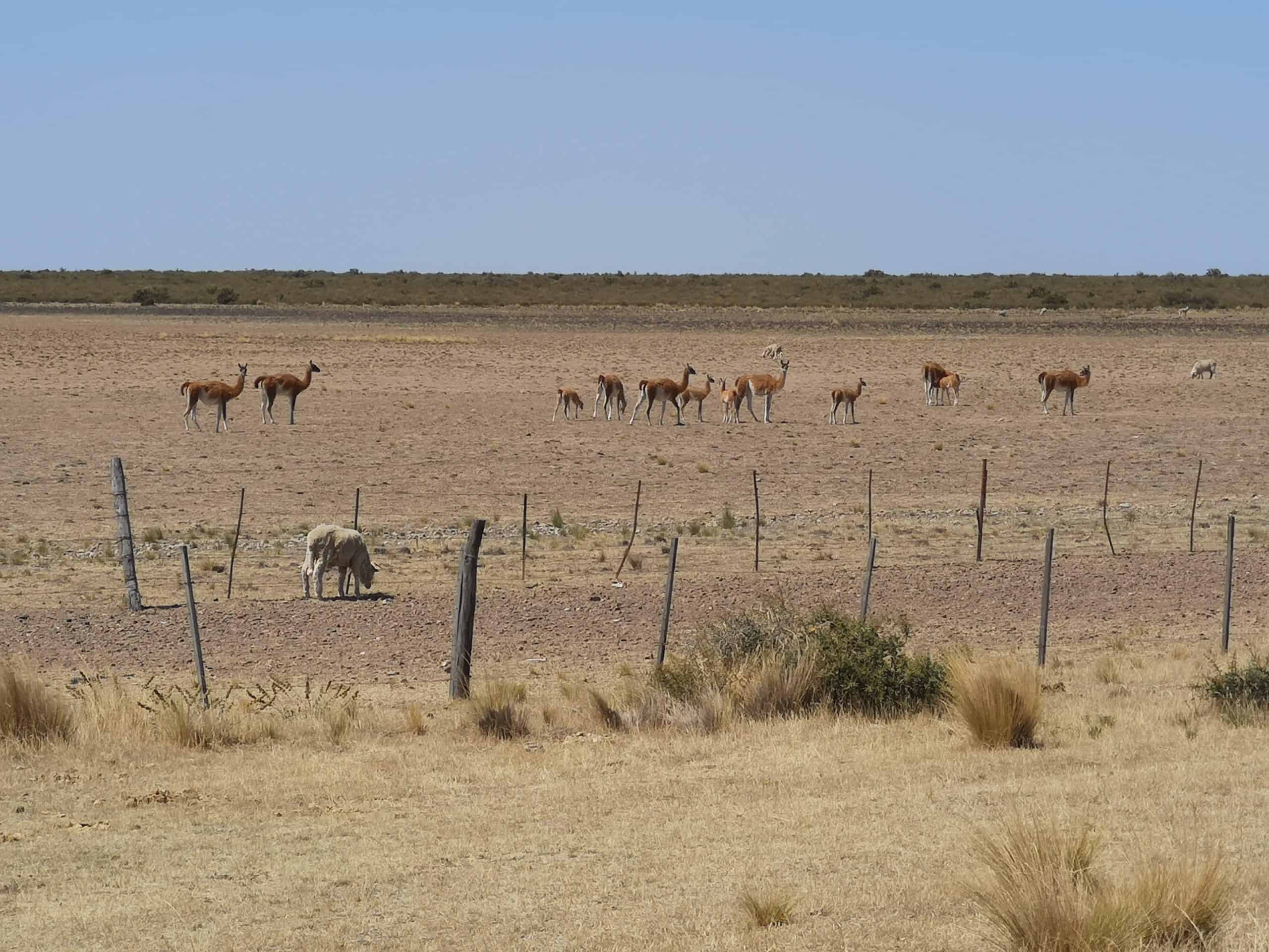 Guanaco herds