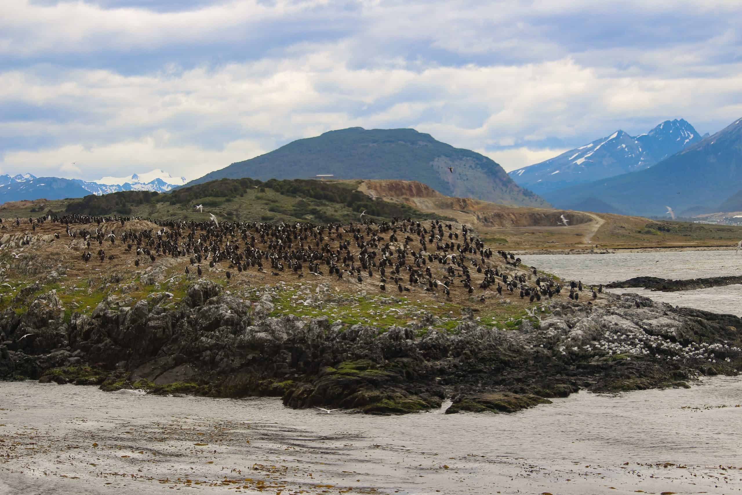 Cormorants