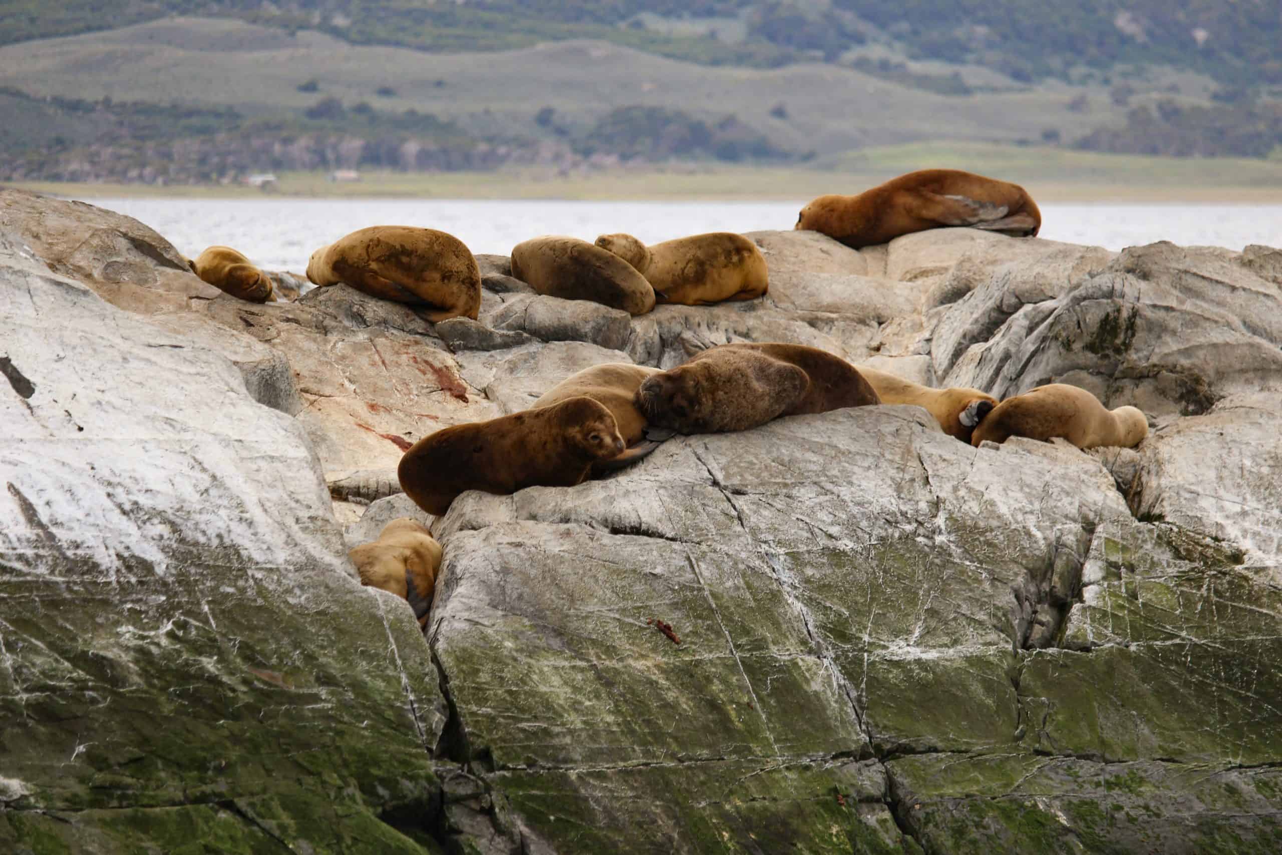 Sea lions lounging