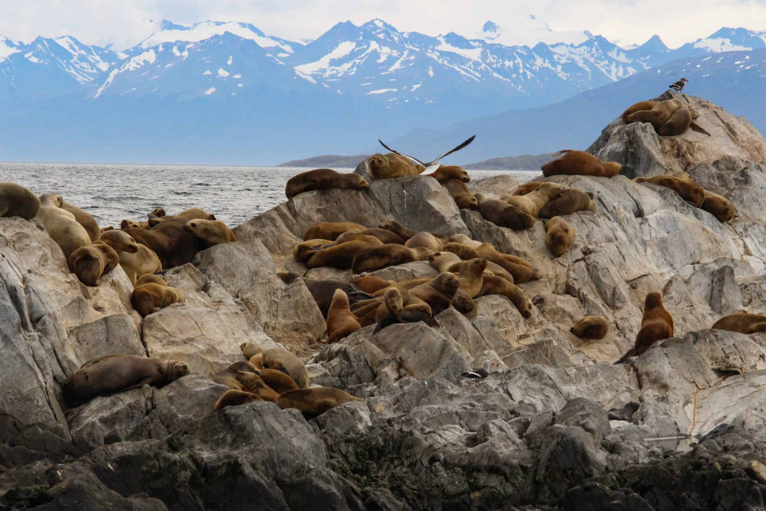 Sea lions on the rocks
