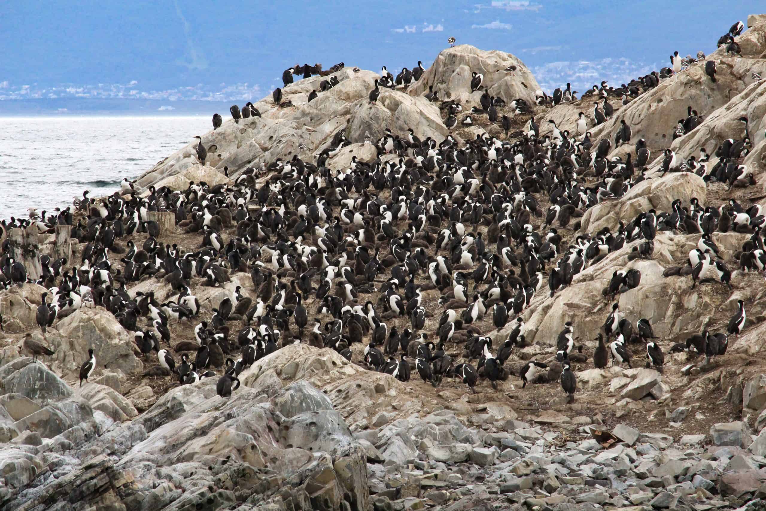 Cormorants