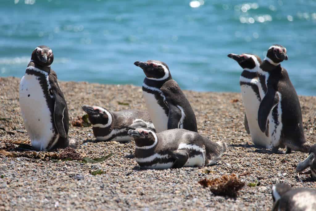 Penguin viewing is one of the most exciting things to see when visiting valdes peninsula from puerto madryn