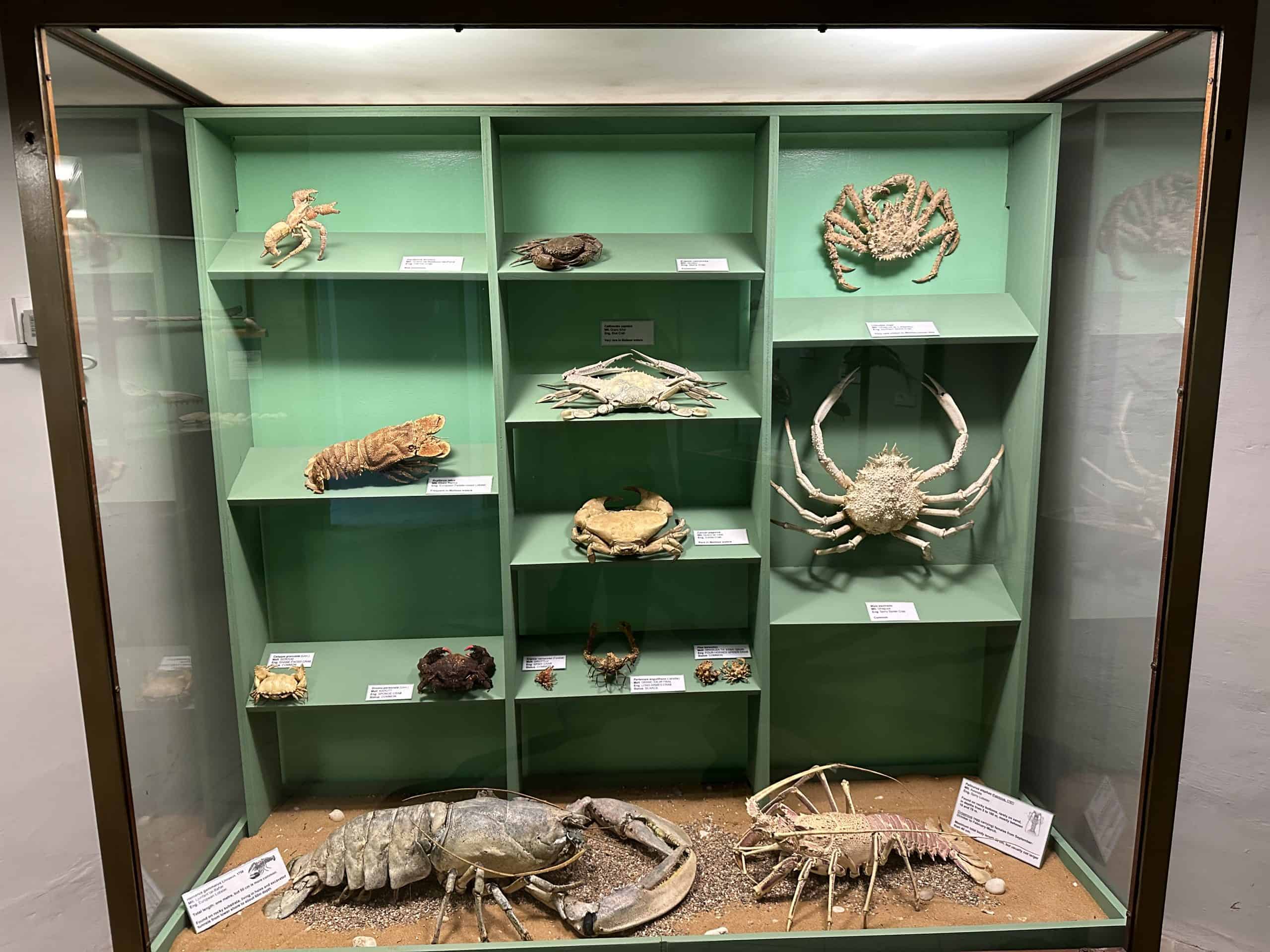Sea displays