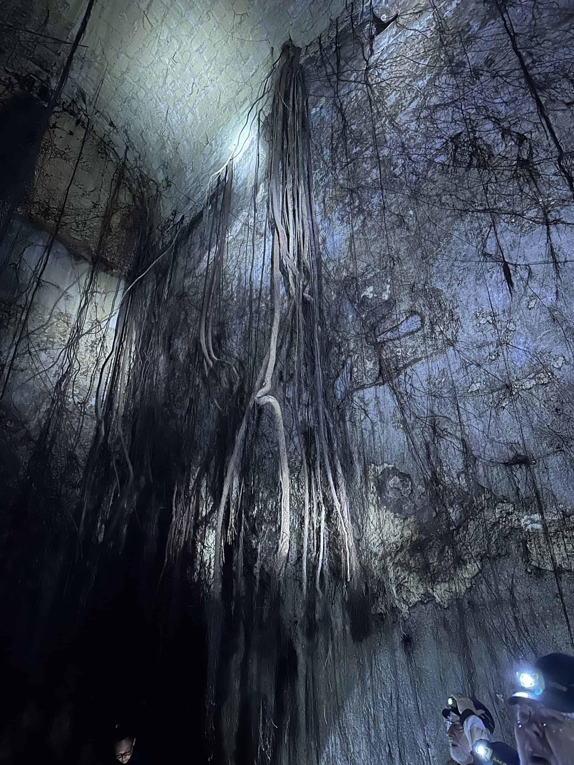 Cistern with roots growing through
