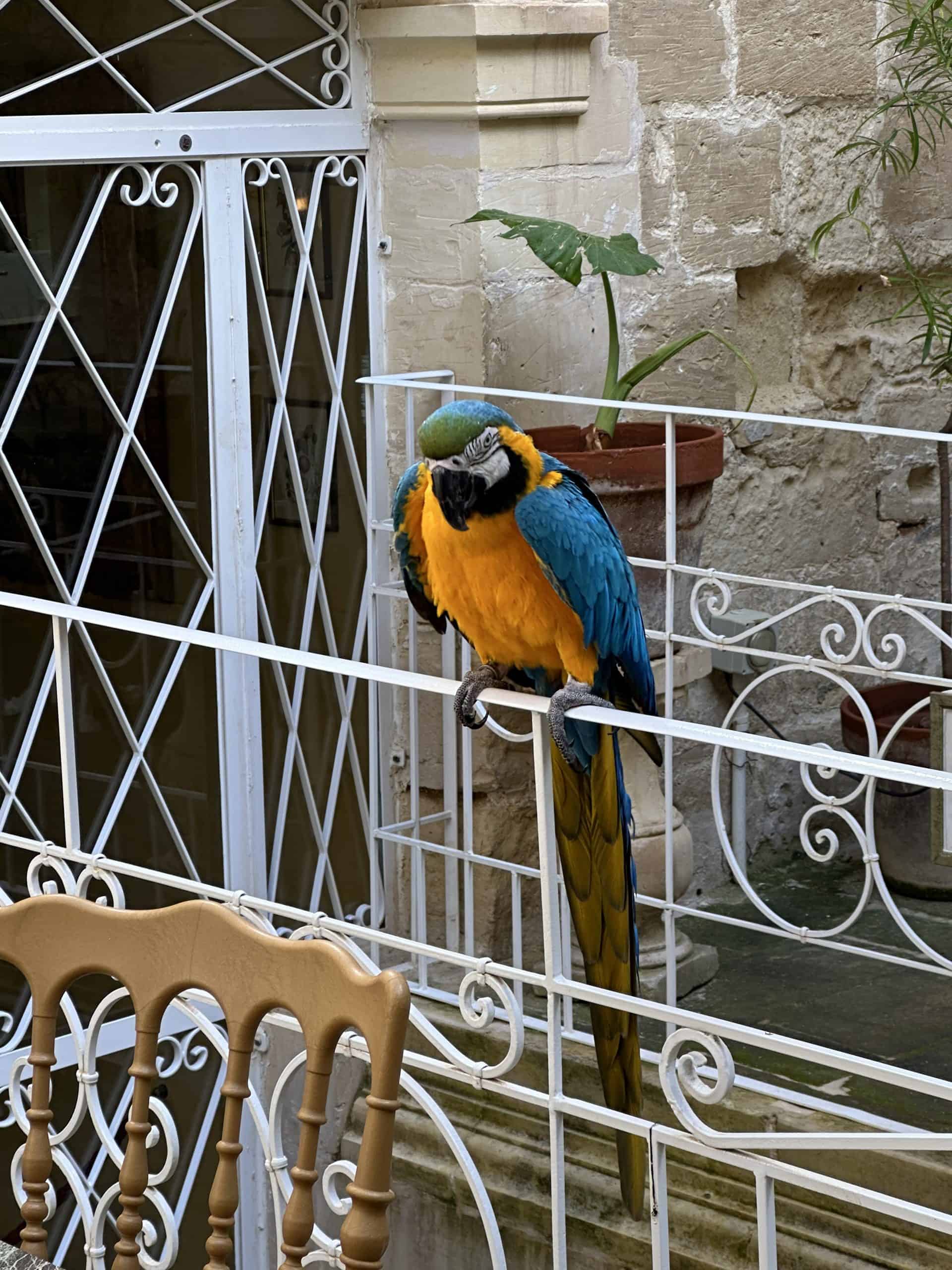 Kiku the macaw