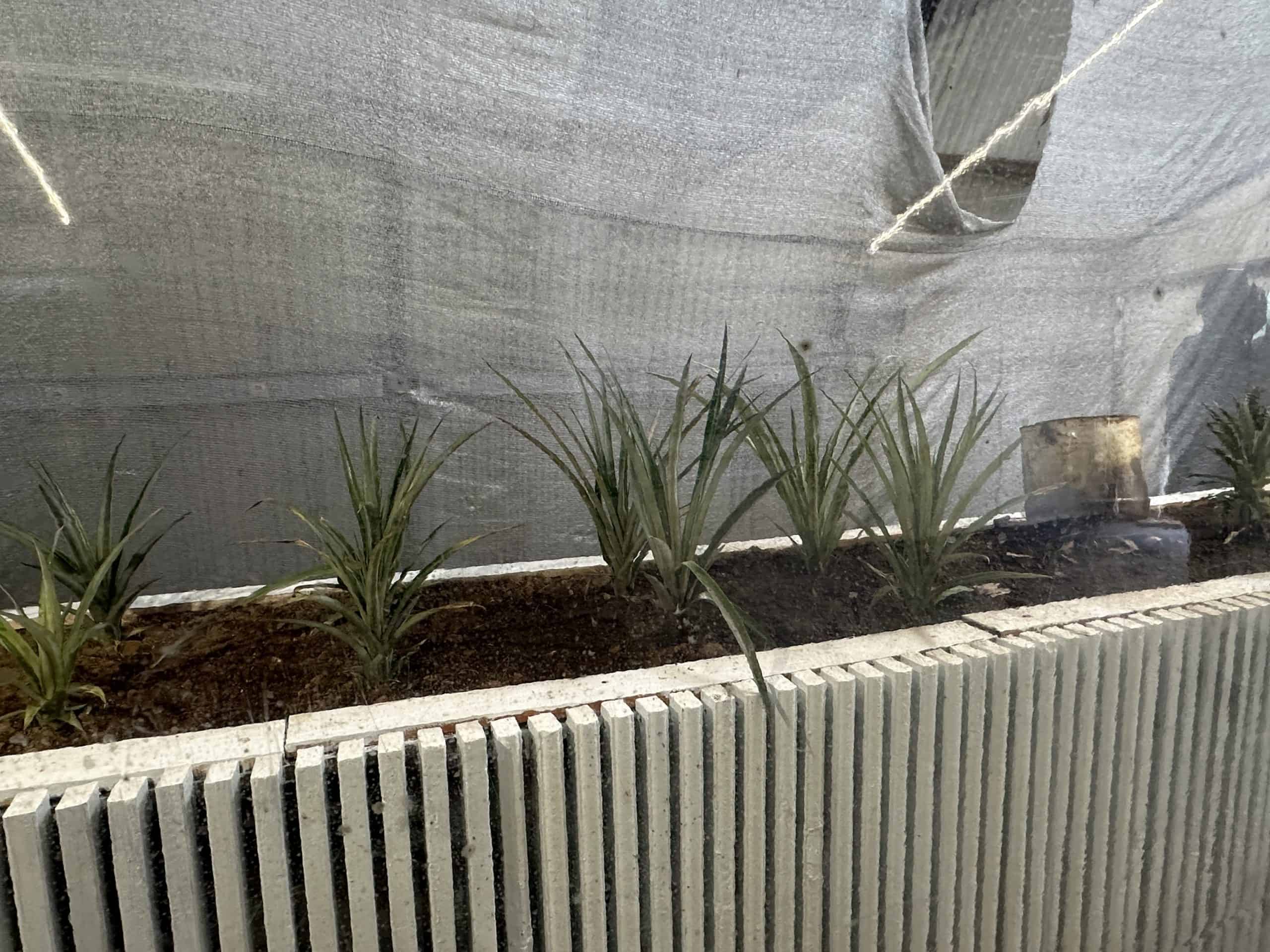 Exhibit showing pineapple growth cycle