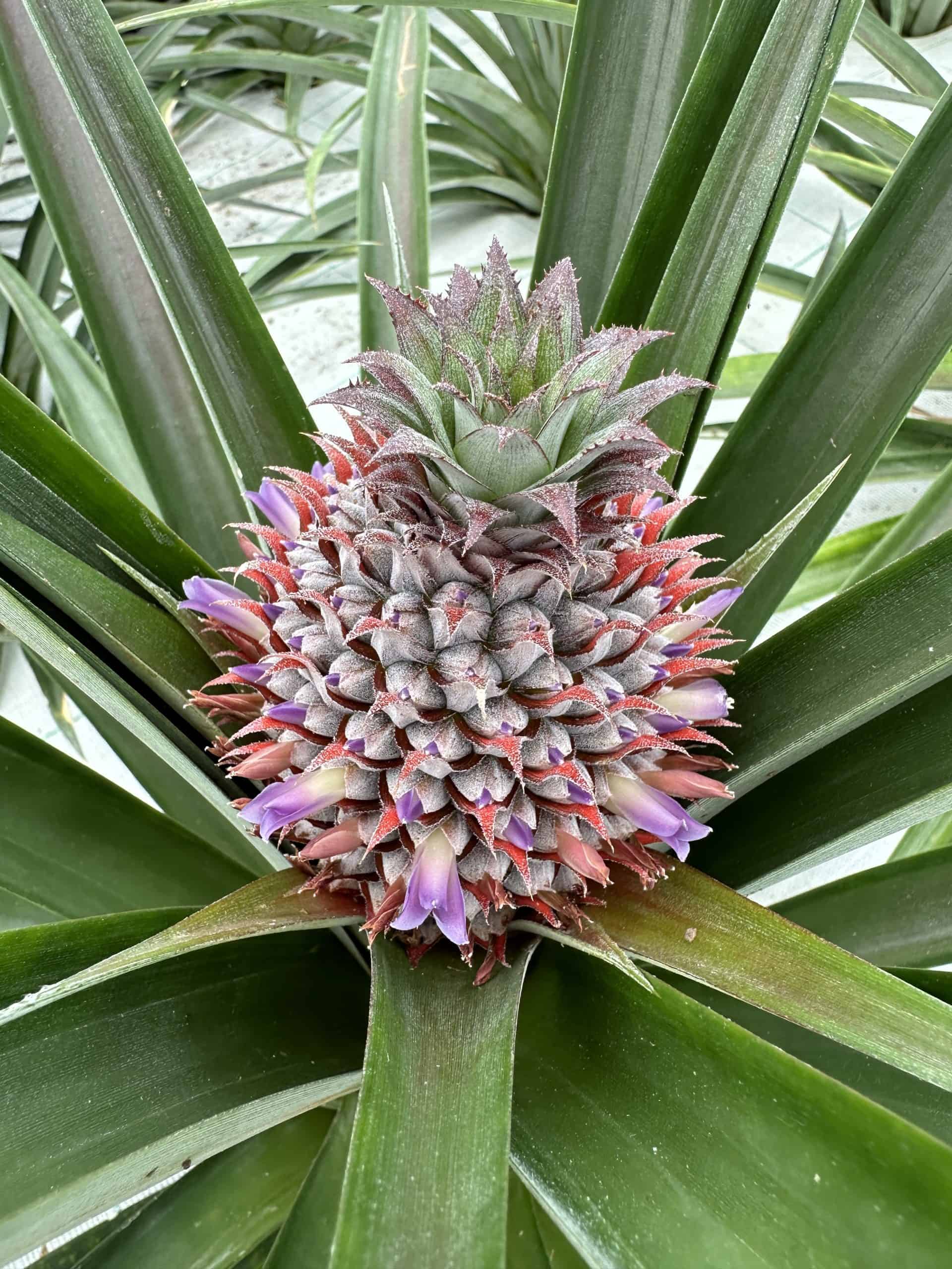 Pineapple flower