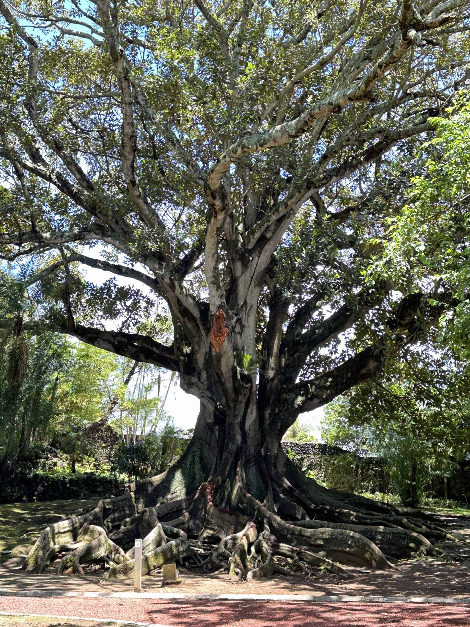 Moreton fig tree
