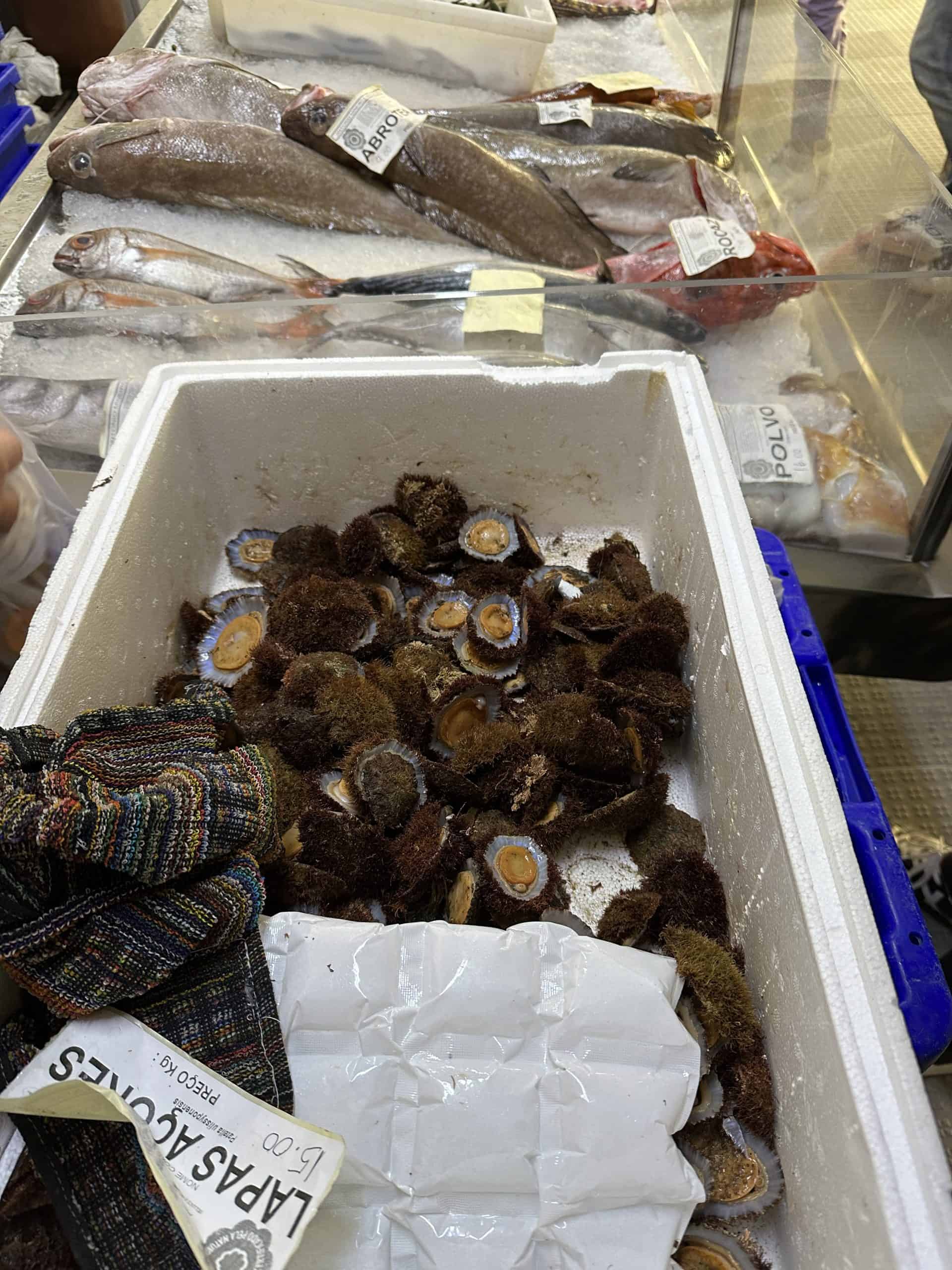 Limpets