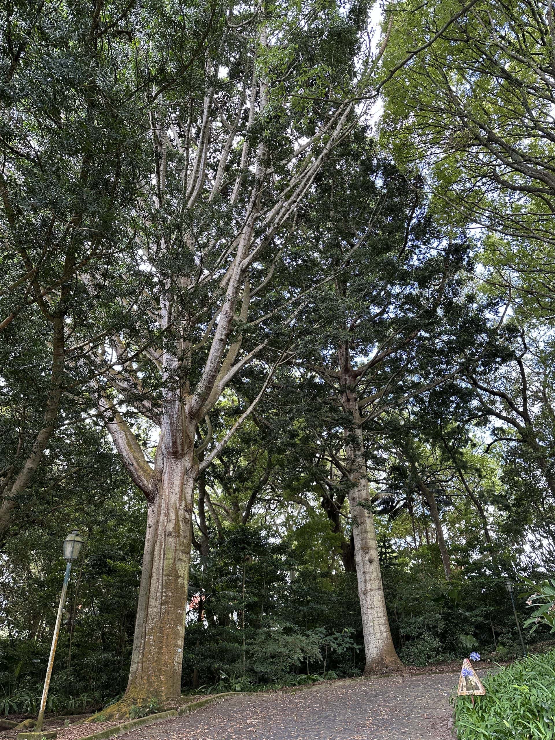 Large trees