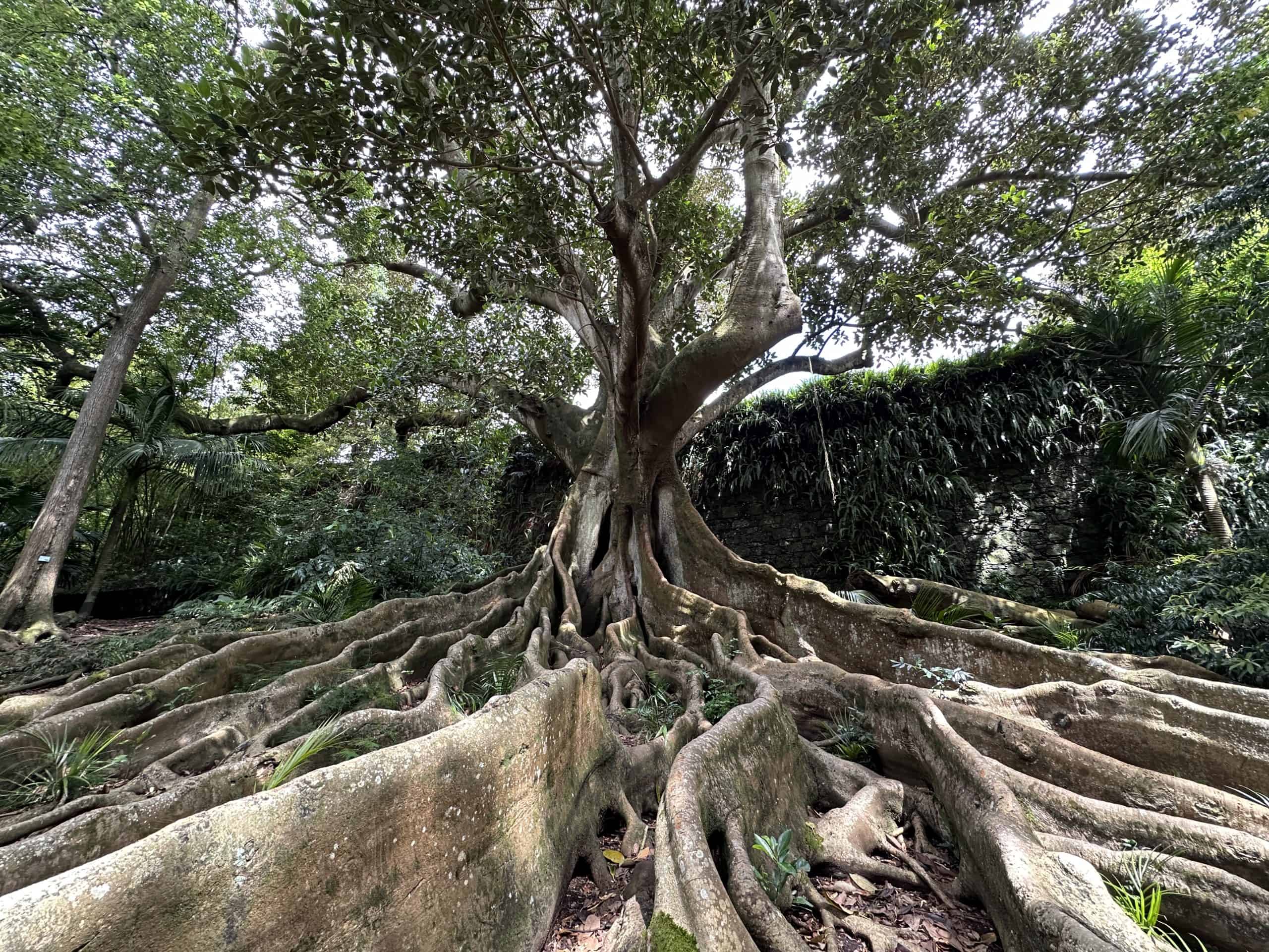Moreton Bay Fig tree