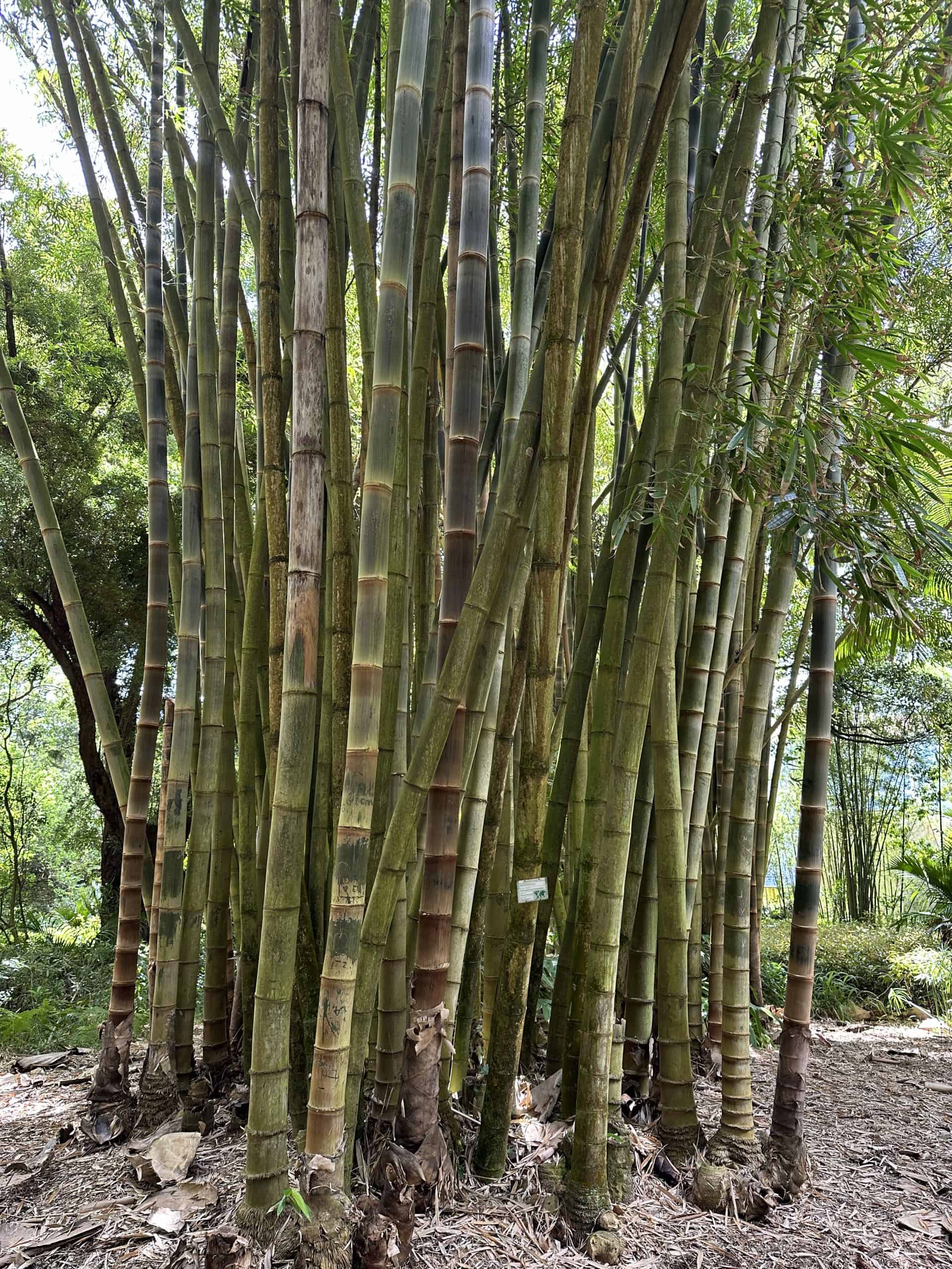 Bamboo forest