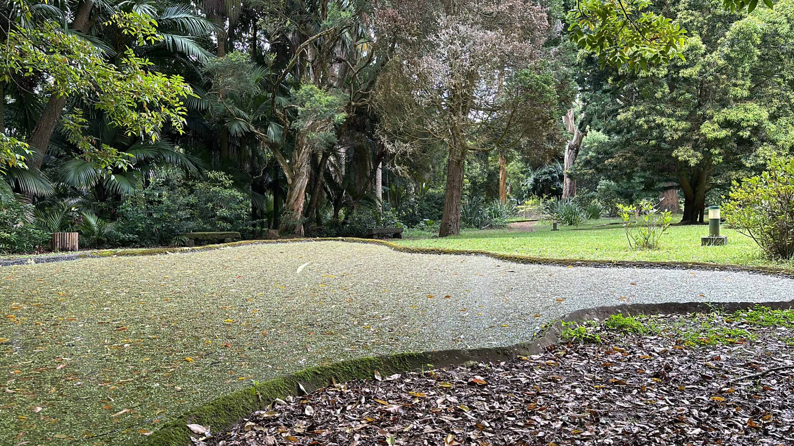 Frog pond
