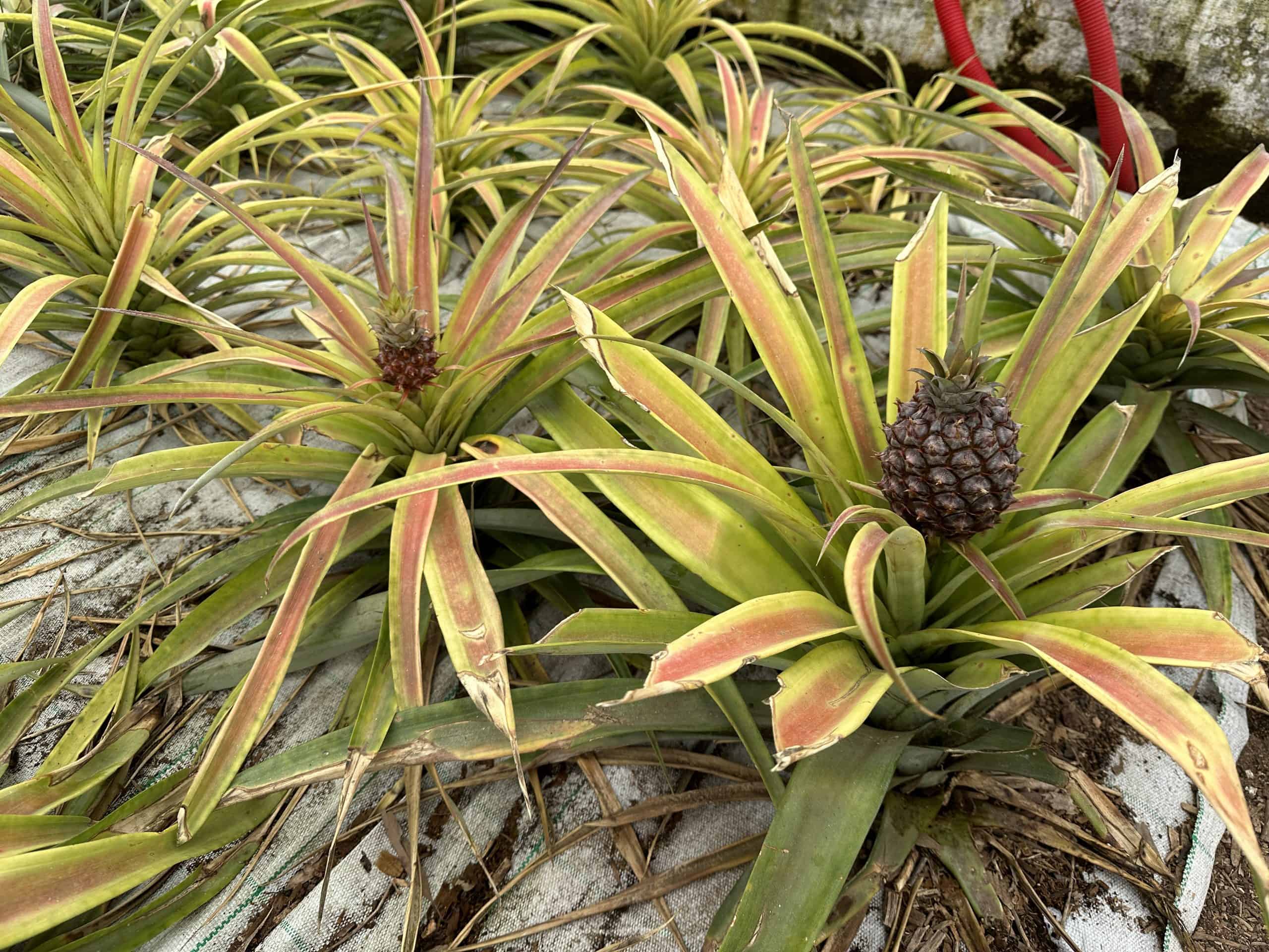 Azorean pineapples