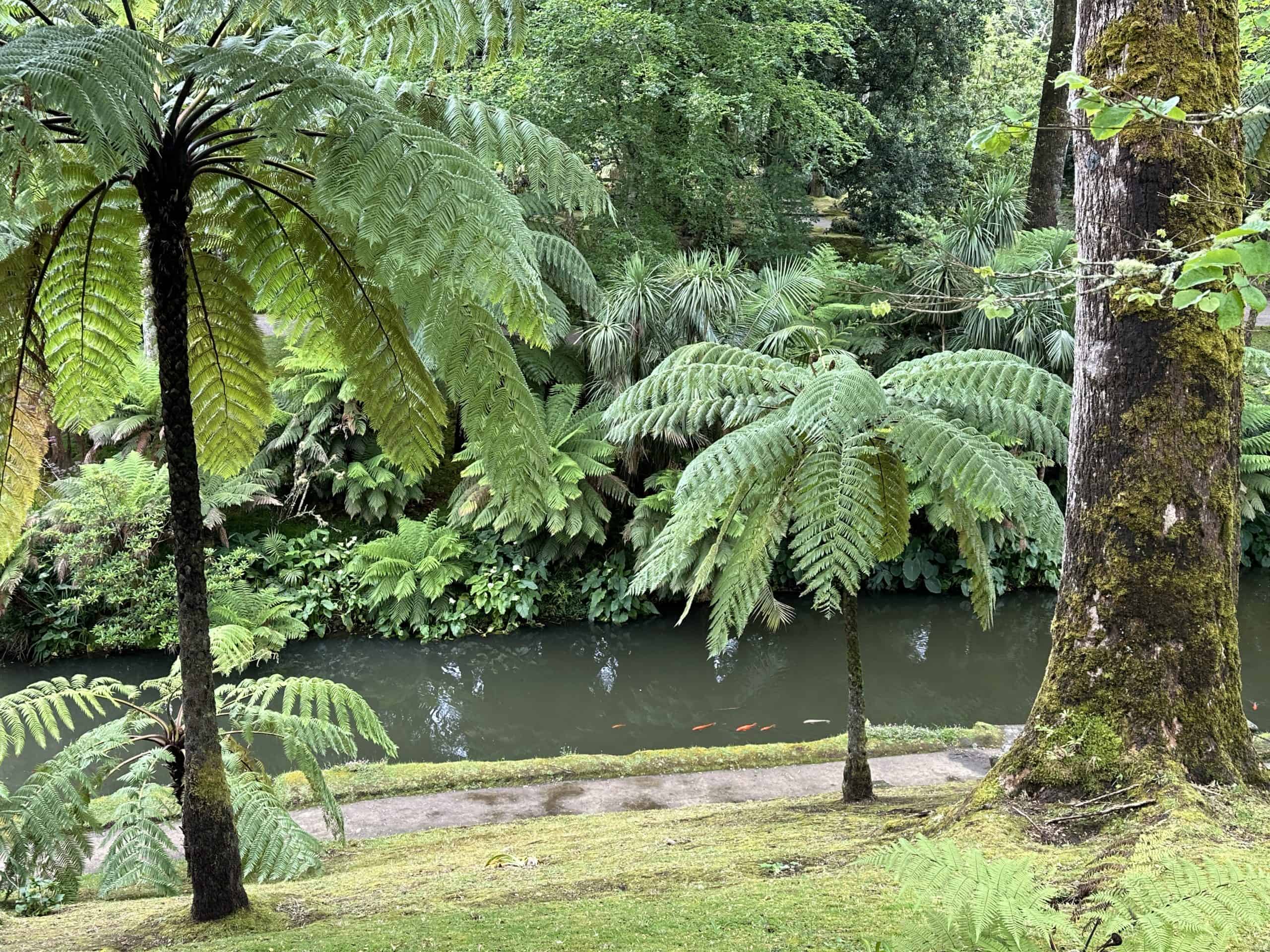 Huge trees in Terra Nostra Park