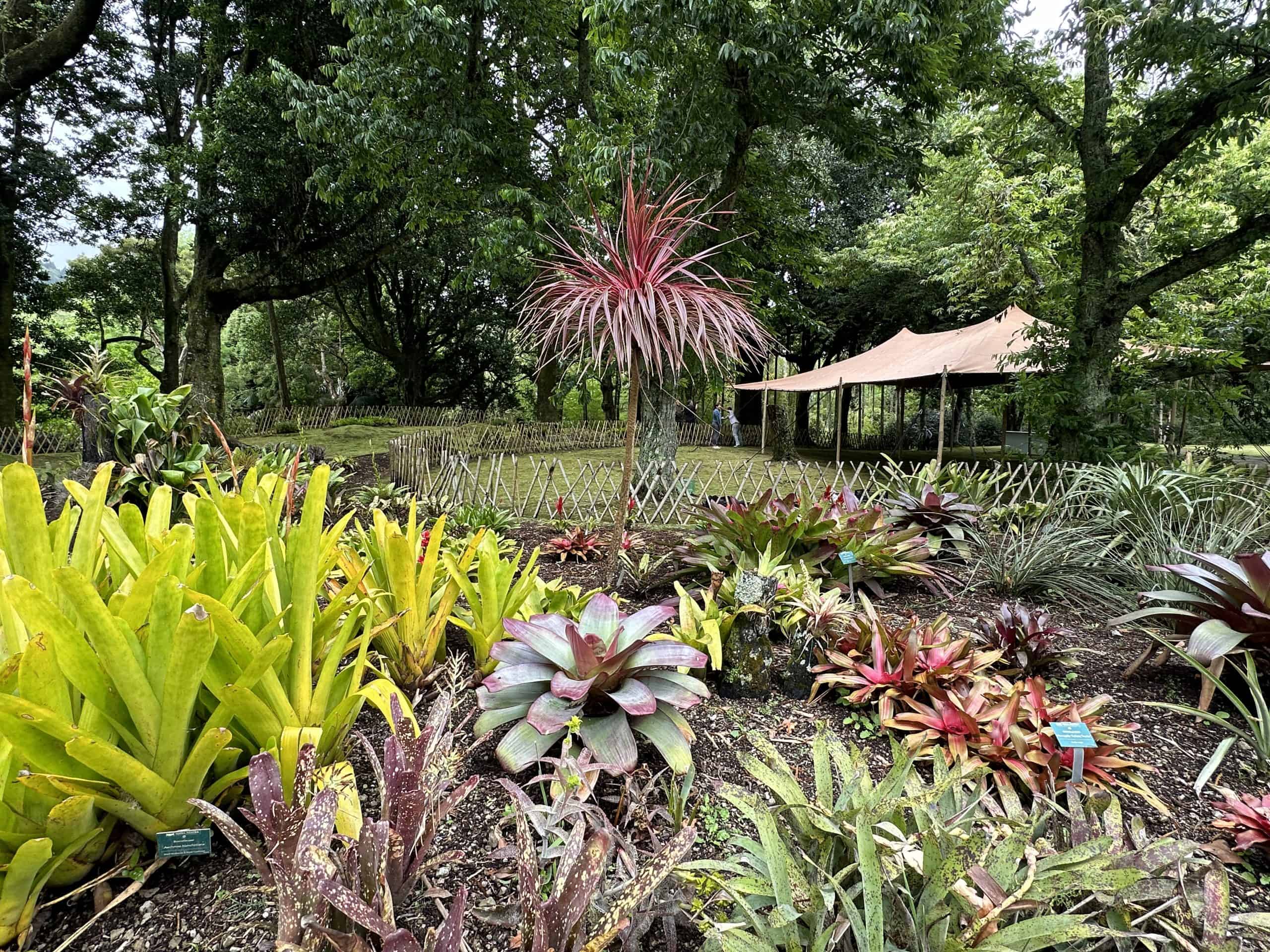 Tropical plants in Terra Nostra Park